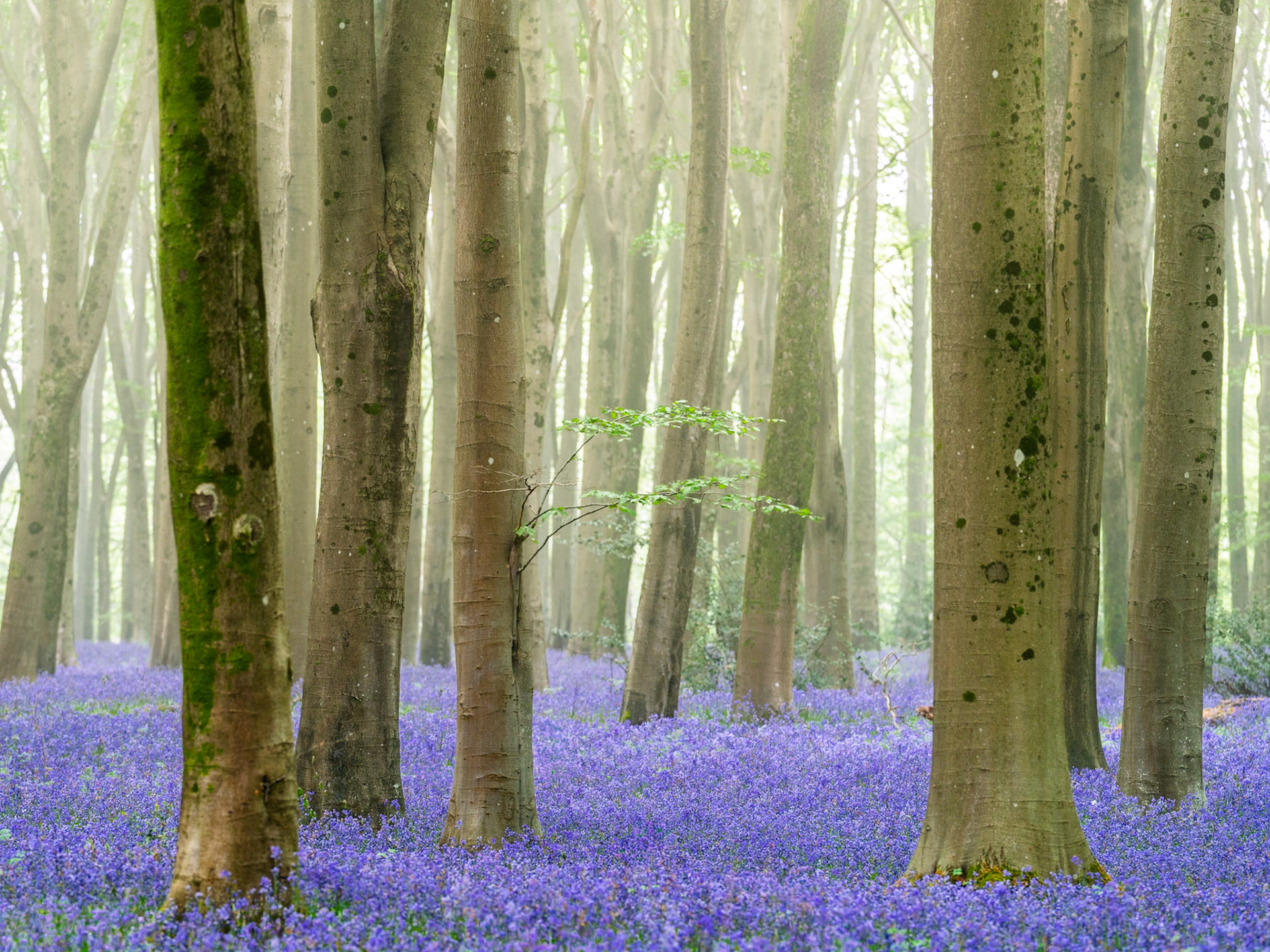 A dense carpet of bluebells covers the floor of a misty beech woodland at Micheldever Wood in Hampshire, photographed at dawn in early May. Mist softens the mid-distance trunks into pale verticals, compressing depth and lending the scene a quiet, almost subterranean stillness. A solitary juvenile beech sapling, its fresh leaves fully open, anchors the middle ground between the dominant foreground stems.