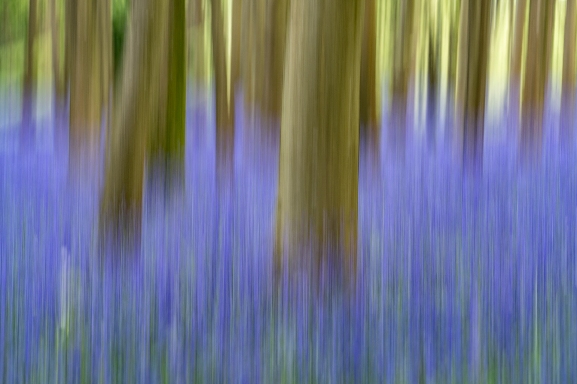 Intentional camera movement during a slow exposure reduces a bluebell-carpeted beech woodland at Badbury Clump near Faringdon, Oxfordshire, to vertical striations of violet and warm ochre. The technique dissolves individual forms into pure colour and rhythm, retaining just enough structural memory of trunk and stem to anchor the abstraction. Captured at dawn in spring, the cool blue tonality is consistent with early morning light.