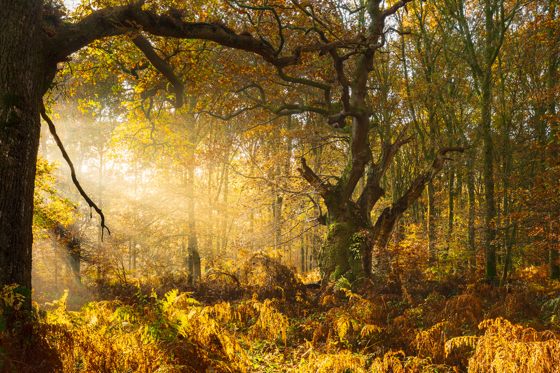 Low November sun breaks through mist into broadleaf woodland in the Chilterns, Oxfordshire, silhouetting the arching bough of a veteran oak against a blaze of backlit amber. A carpet of dying bracken fills the floor, while a second ancient oak anchors the mid-ground. The scene catches a rare conjunction of residual mist and sharp winter-angle sunlight in what reads as ancient, unmanaged woodland.