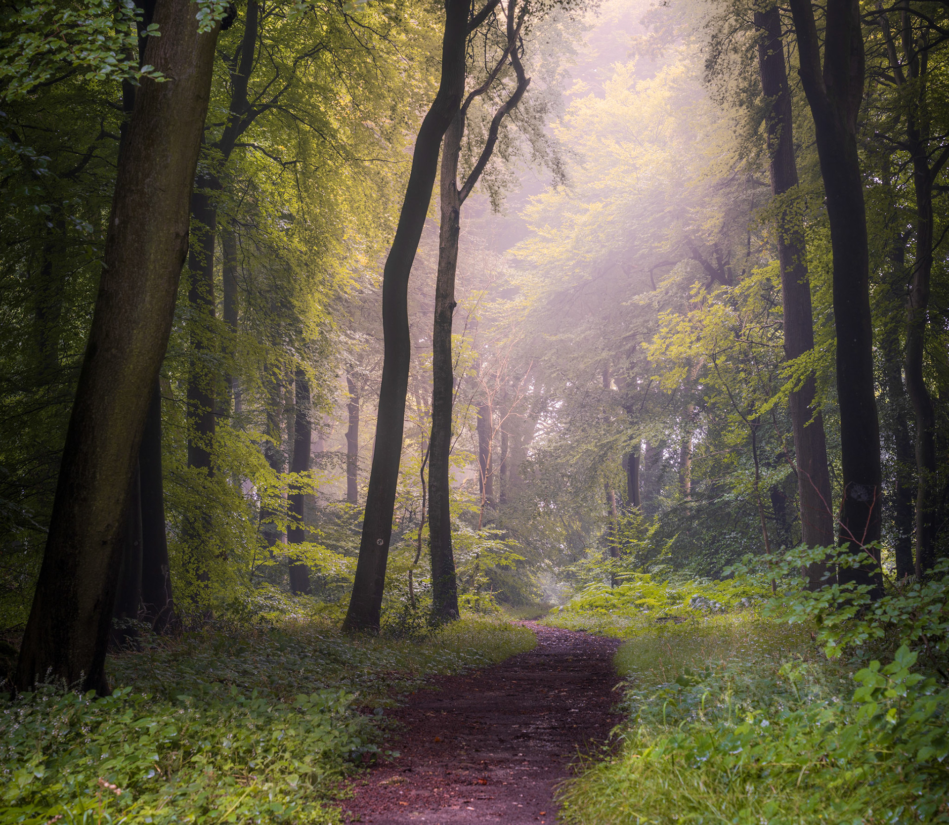 Lush greens with foggy mood in this woodland near Henley, England