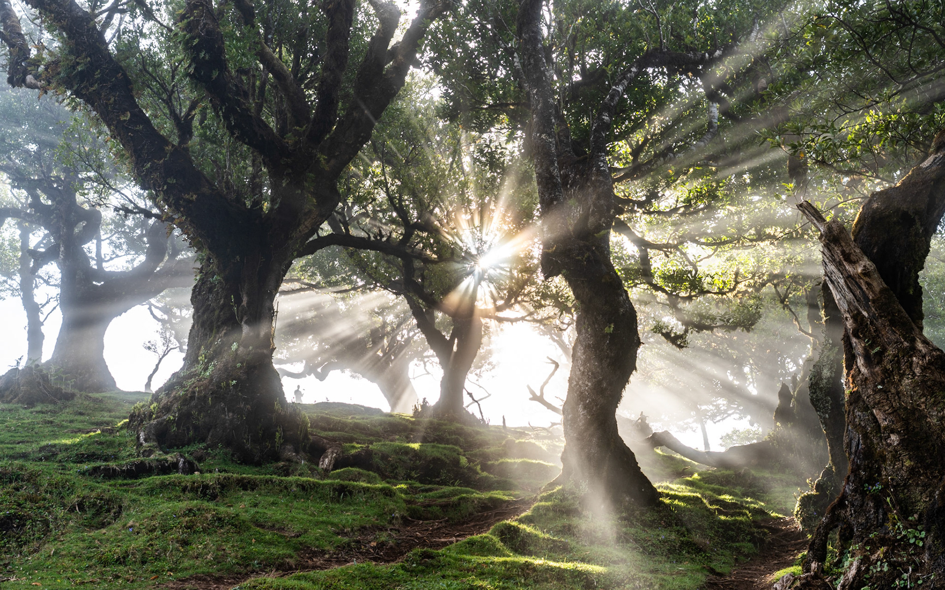 Ancient laurel trees in Madeira's laurisilva forest channel early-morning sunbeams through mist-laden air, the crepuscular rays fanning across a moss-carpeted hillside. The gnarled, lichen-covered trunks frame a luminous gap where a distant figure provides quiet scale. Captured at dawn in late spring, the image balances the forest's primordial weight against the transience of passing light.