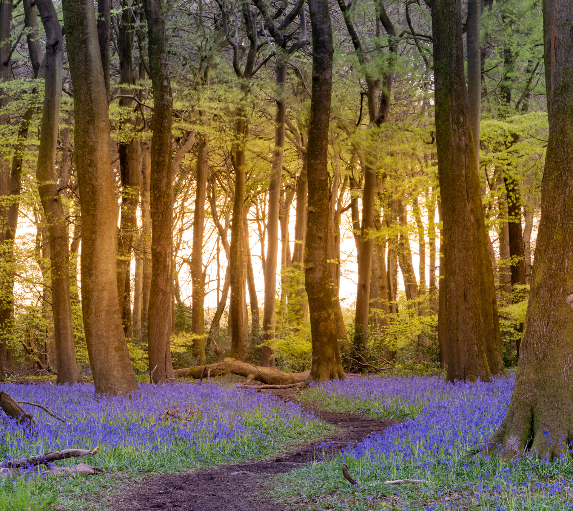 A carpet of bluebells covers the floor of a mature beech woodland in the Chilterns, Oxfordshire, photographed at golden hour in late April. Warm backlight filters through the newly emerged canopy, illuminating the smooth grey-brown trunks and casting the understorey in contrasting yellow-green. A narrow earth path cuts through the foreground, offering a thread of depth into the scene.