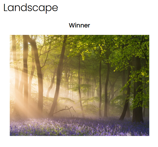 Bluebells at Sunrise - British Photography Awards Landscape Winner 2024