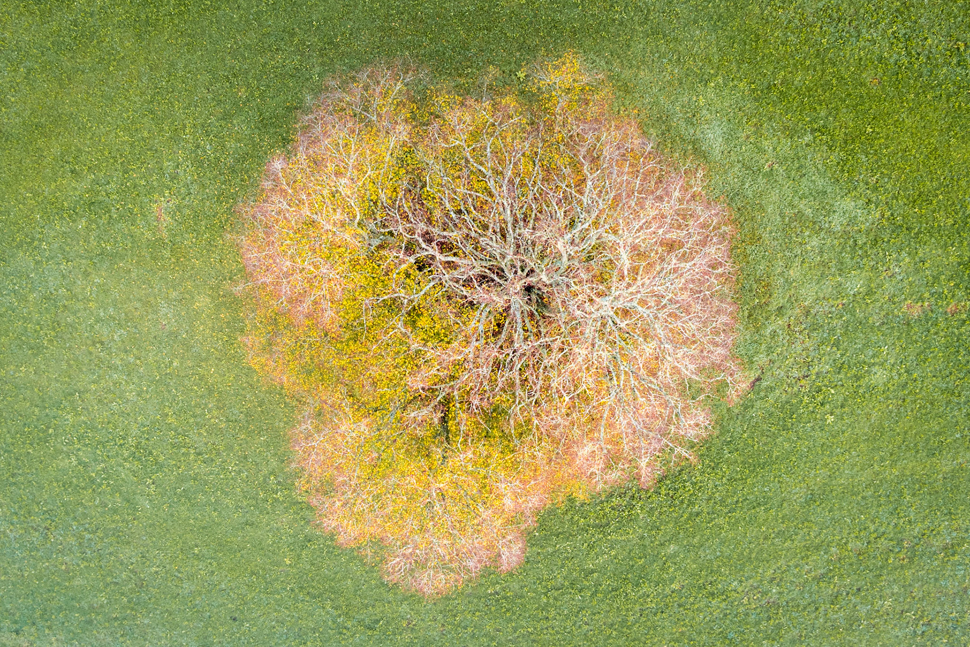 A mature deciduous tree photographed directly overhead from altitude above a field near Henley-on-Thames, its bare branch structure radiating outward like a neural network against a disc of amber and ochre fallen leaves. The surrounding cropped grassland, speckled with late wildflowers, frames the canopy as a self-contained form. Captured in mid-November, the image sits at the threshold between late autumn and winter dieback.