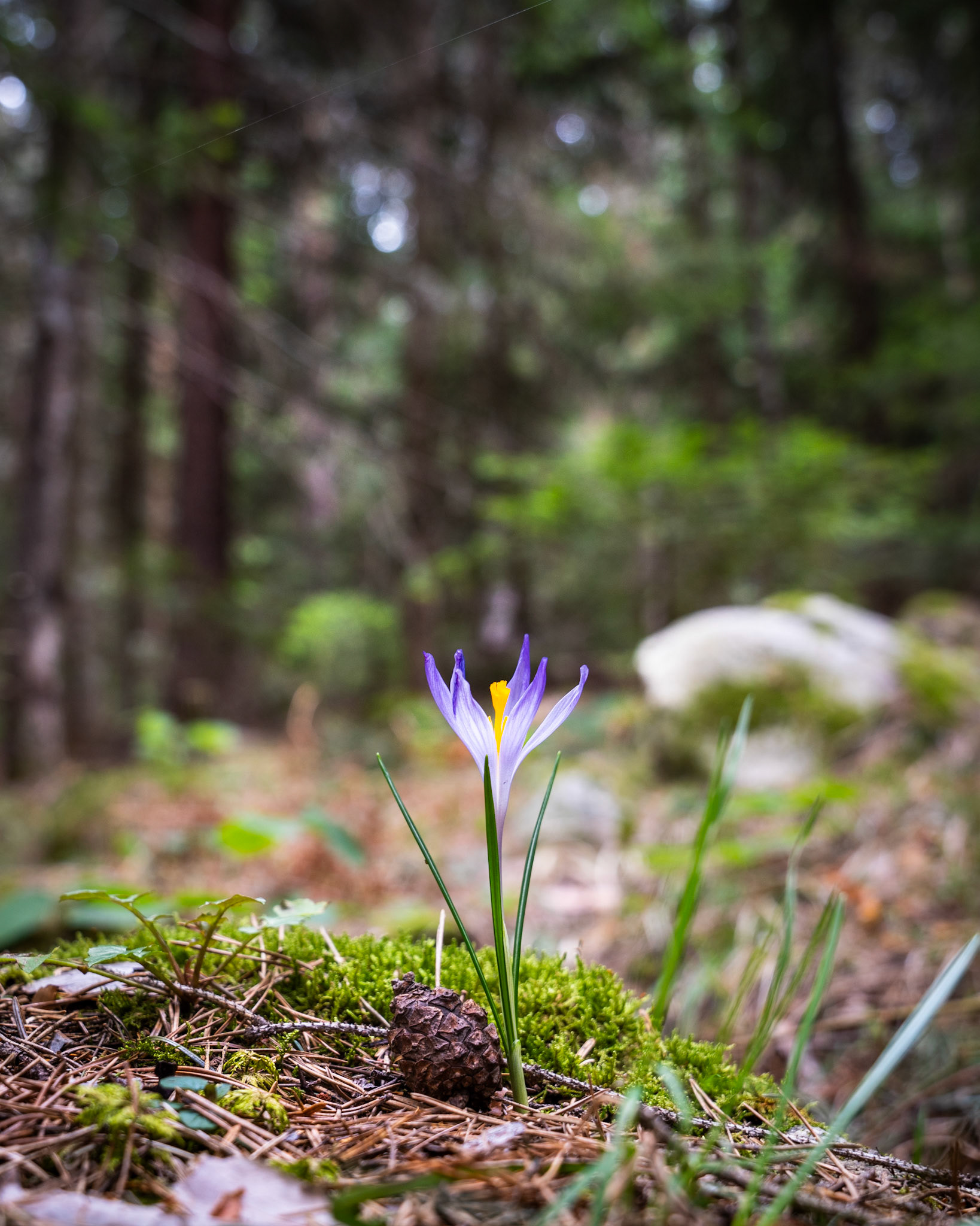 A solitary crocus emerges from a mossy woodland floor scattered with pine needles and a small cone, its violet and yellow bloom the sole point of colour against a softly blurred conifer interior. The low viewpoint and shallow depth of field compress the forest behind into an anonymous, diffuse backdrop, giving the flower an unexpected gravity. Captured in late March, the image reads as a quiet record of early spring persistence in a shaded setting.