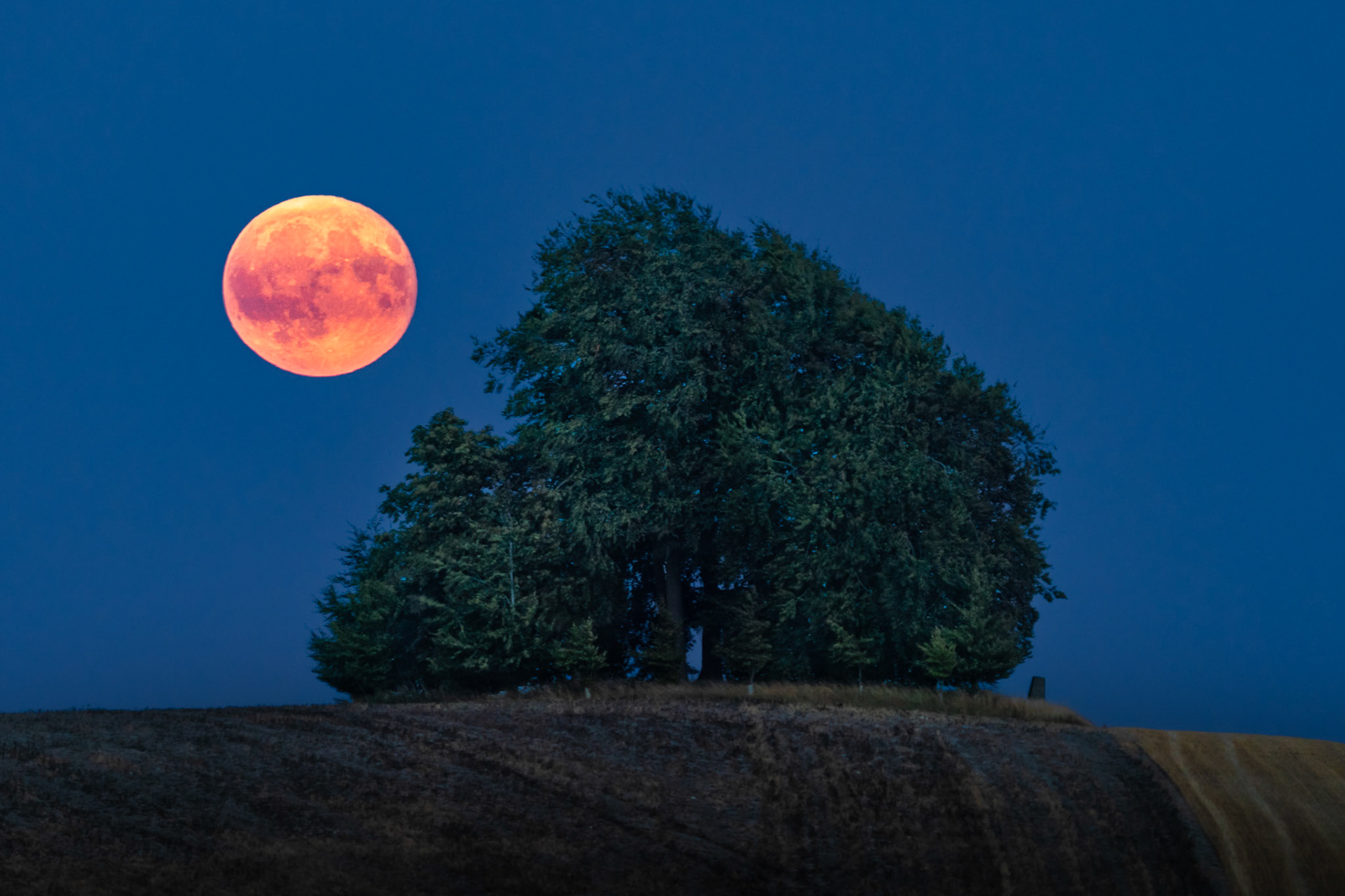 A deep-red full moon clears the horizon beside a solitary hilltop copse during blue hour on a summer evening. The warm lunar disc — its surface maria clearly resolved — holds in precise tension with the cool blue of the deepening sky and the dark mass of the trees. Stubble-field furrows anchor the foreground, grounding what is otherwise a celestial event in the agricultural English countryside.