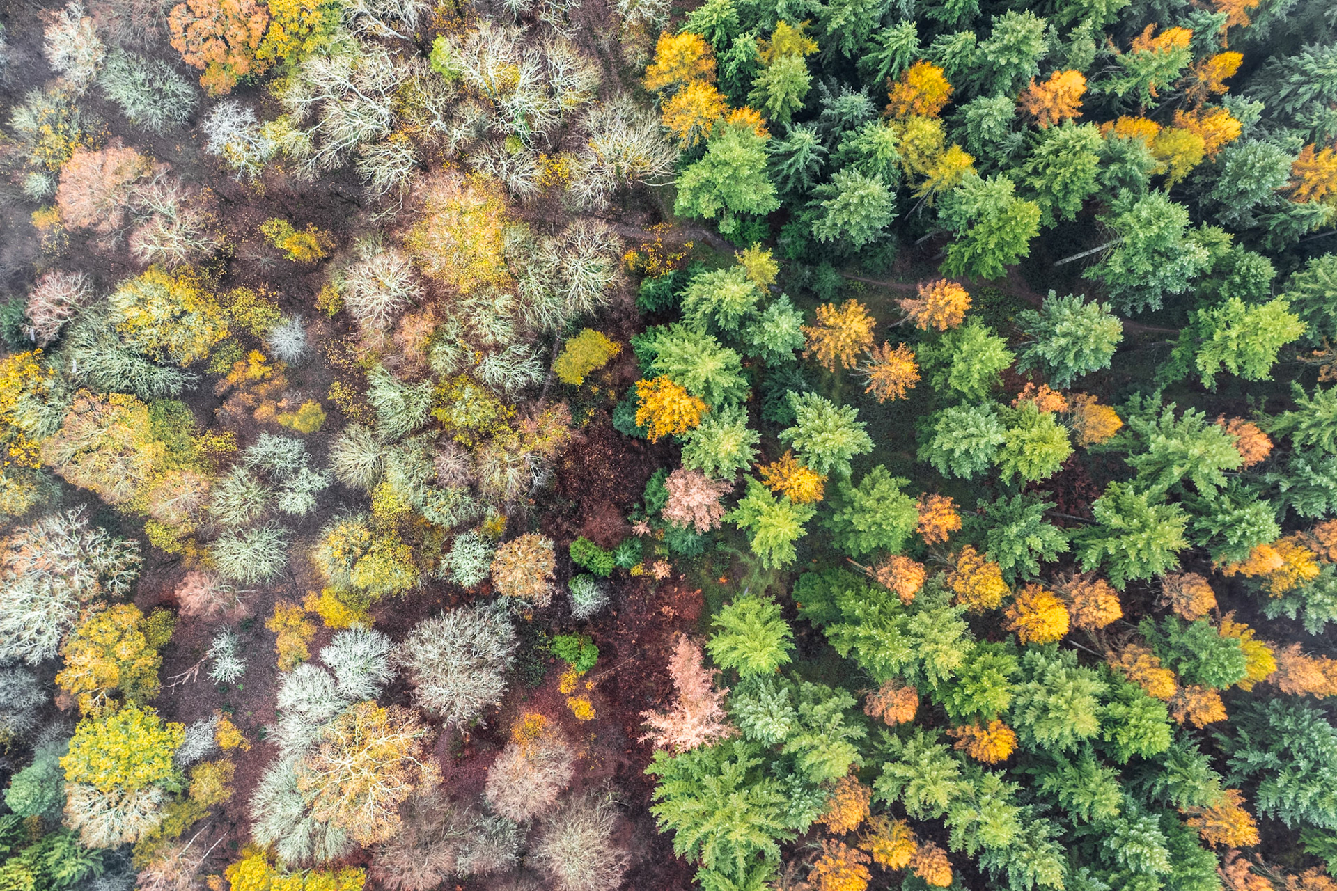 A vertical aerial view above woodland near Henley-on-Thames reveals a sharp ecological boundary dividing open scrub — pale, lichen-silvered and sparsely canopied — from a dense stand of mature conifers in deep green. Captured in mid-November, the transitional foliage holds residual autumn yellows against the muted tones of approaching winter dormancy. The diagonal fault line between the two tree communities carries the composition without artifice.