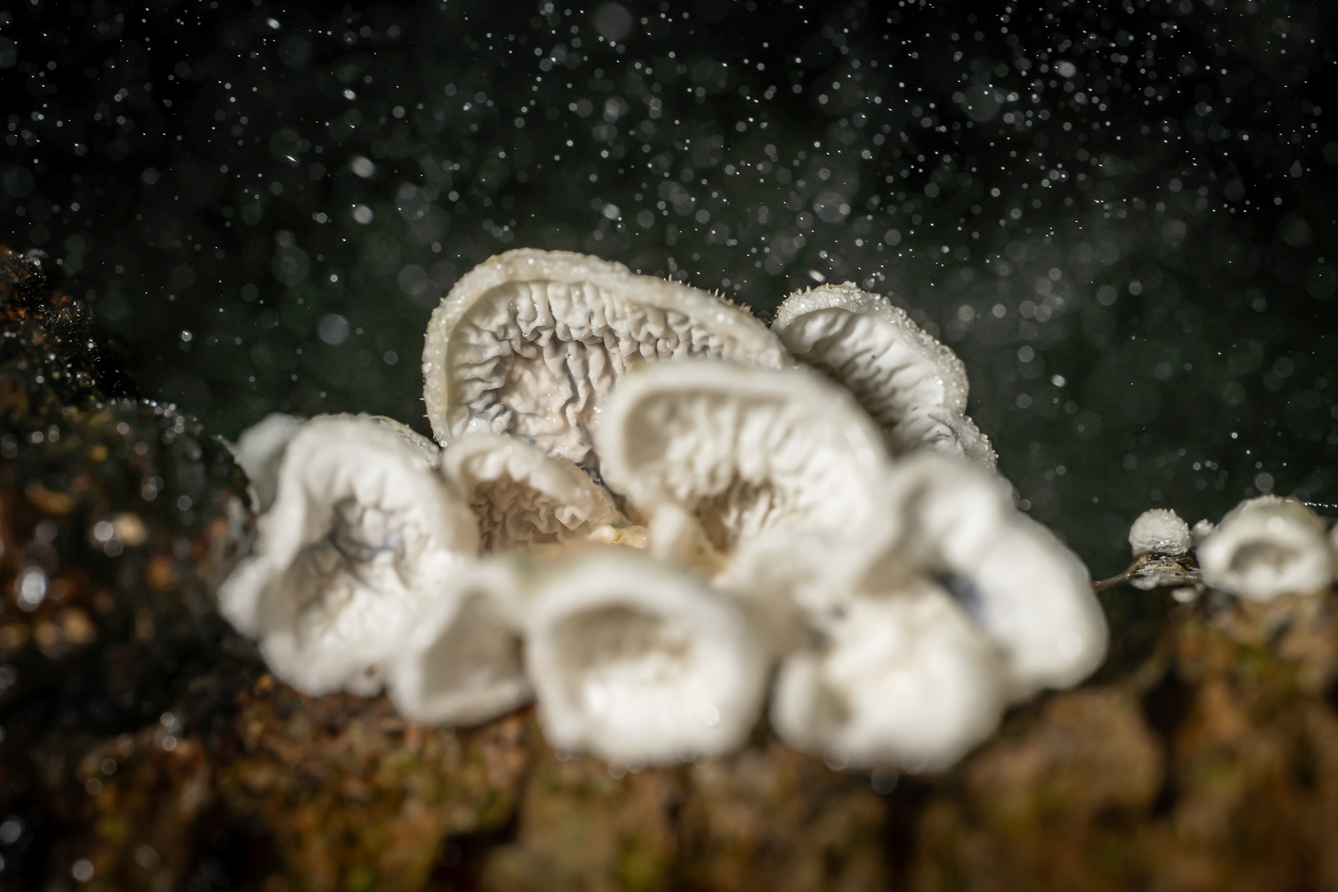 A tiny mushroom grows on a fallen branch, shaped like tiny ears. Mist shines in the air, lit up by the light. Captured on the Sigma 105mm Macro Art Lens. 