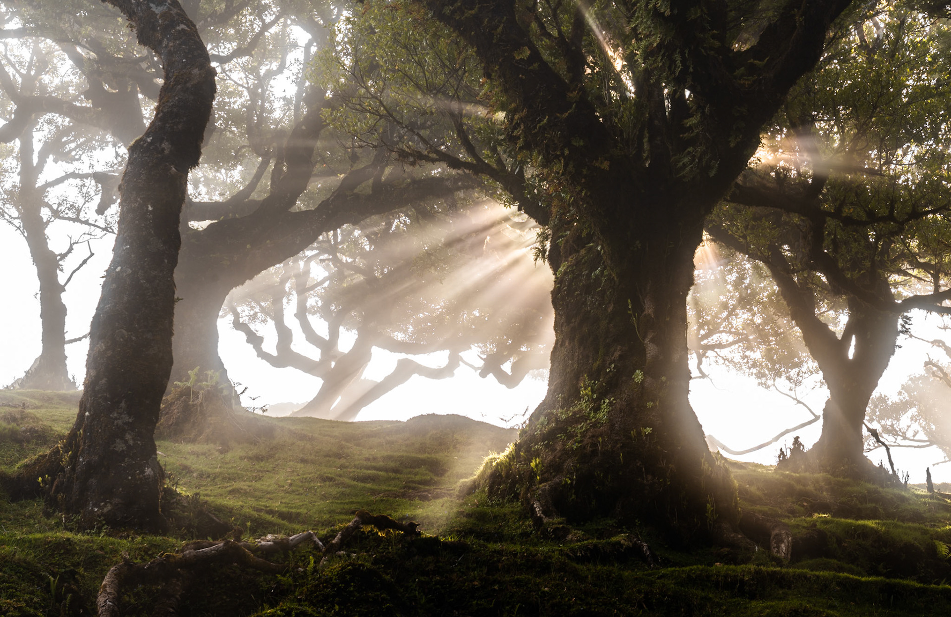 Crepuscular rays break through ancient laurisilva canopy in low morning mist, the gnarled moss-draped trunks framing a luminous gap in the forest interior. The diffuse atmosphere renders mid-ground trees as silhouettes, compressing depth and lending the scene an otherworldly stillness characteristic of Madeira's Fanal plateau. Captured at dawn in late May, when seasonal mist regularly pools among the laurel woodland.