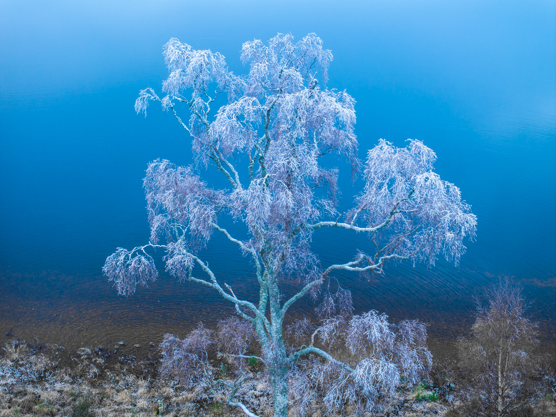 A hoar-frosted silver birch stands at the margin of a still loch in the Cairngorms, photographed from directly above in the cold blue light of a December morning. The mirror-calm water flattens to a near-abstract wash of deep cobalt behind the white-etched canopy, stripping the scene to pure form and tone. Aerial perspective removes any horizon, leaving tree and water as the only subjects.