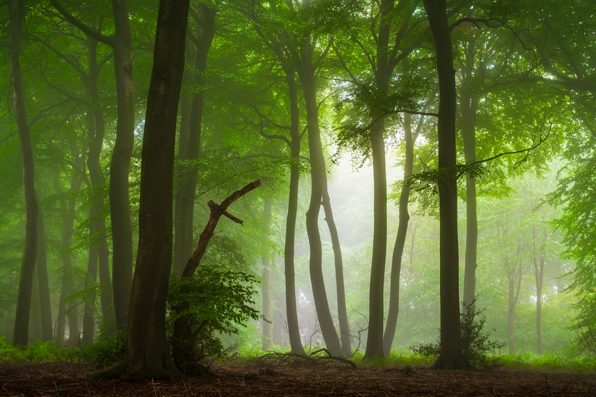 Late Summer / Early Autumn Fog, lush greens, beautiful beech trees with tons of character, Chilterns, UK