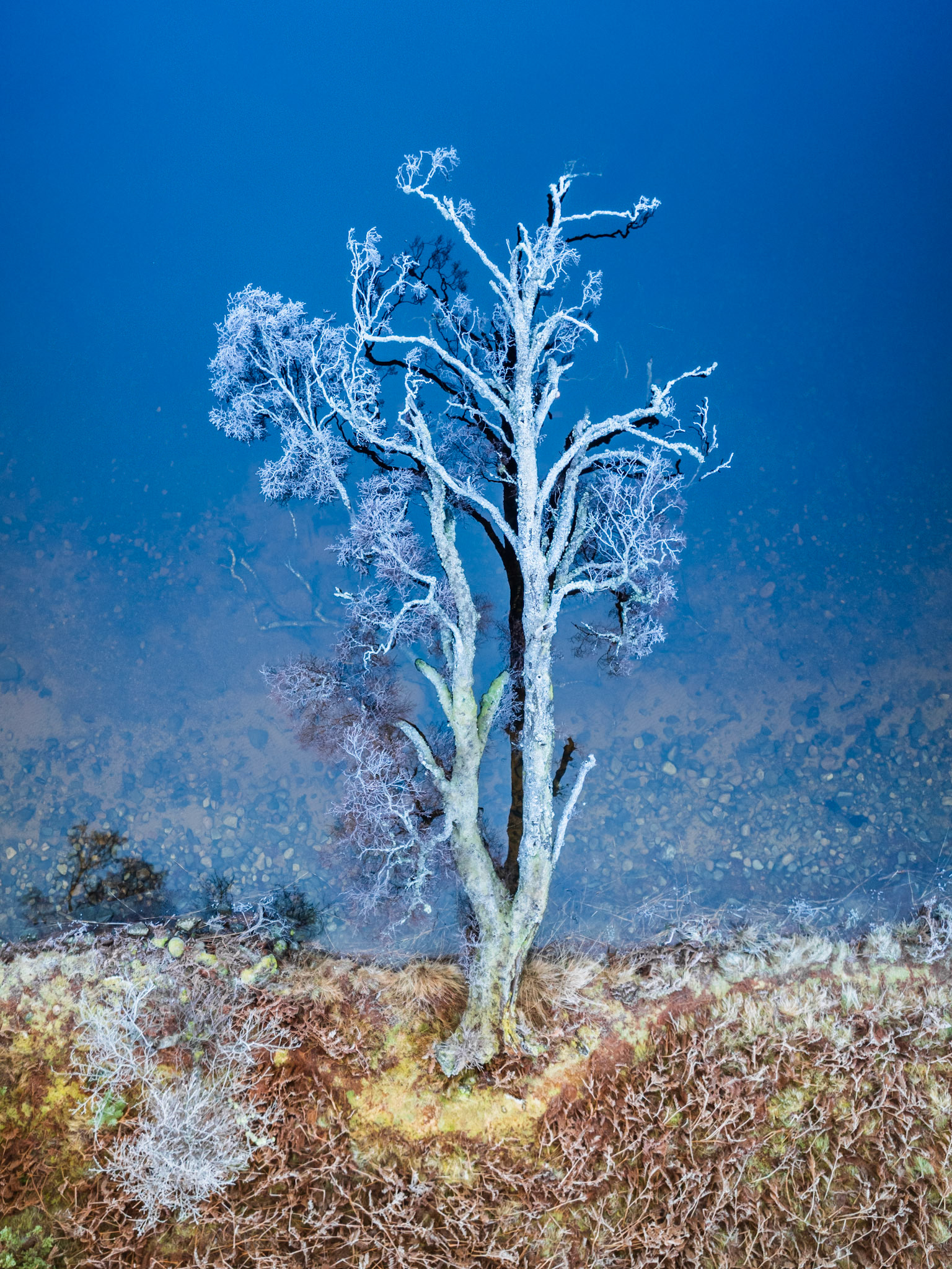A heavily frosted birch stands isolated above a frozen loch surface on the Cairngorms plateau, photographed from directly above in the cold blue light of a December morning. The aerial perspective compresses tree, shoreline and loch bed into a single plane, stripping the scene of conventional depth and lending the frost-whitened canopy an almost coral quality against the deep cobalt water.