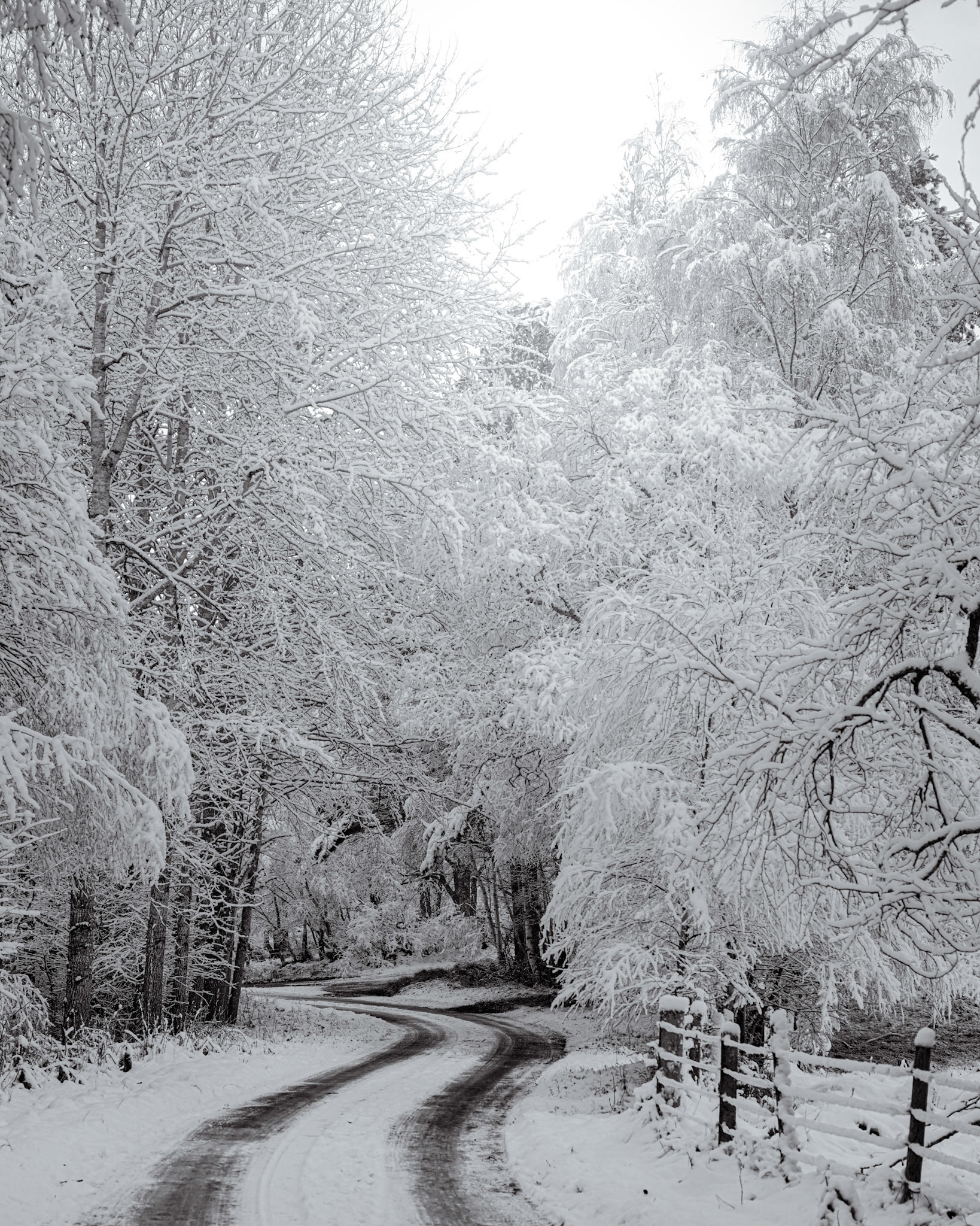 A road leads into the woodland of this Scottish winter scene, where heavy snow had fallen, Cairnforms