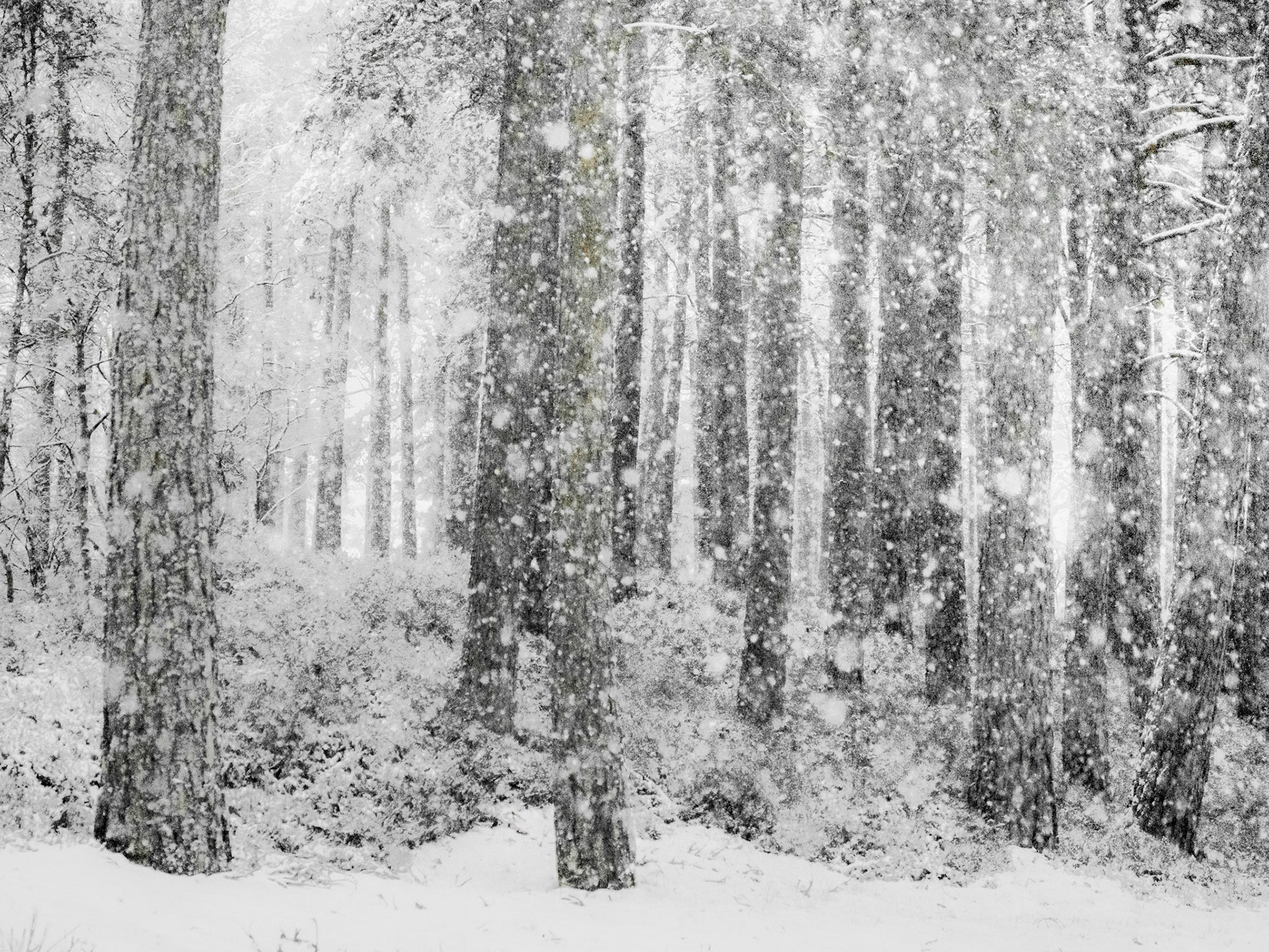 Heavy snowfall reduces a mixed conifer and broadleaf woodland to a near-monochrome arrangement of dark trunks and suspended flakes. The shallow snow cover on the ground and the density of falling snow suggest a sustained mid-afternoon storm. Diffuse overcast light flattens contrast and softens the mid-ground, lending the scene a quiet, compressed atmosphere.
