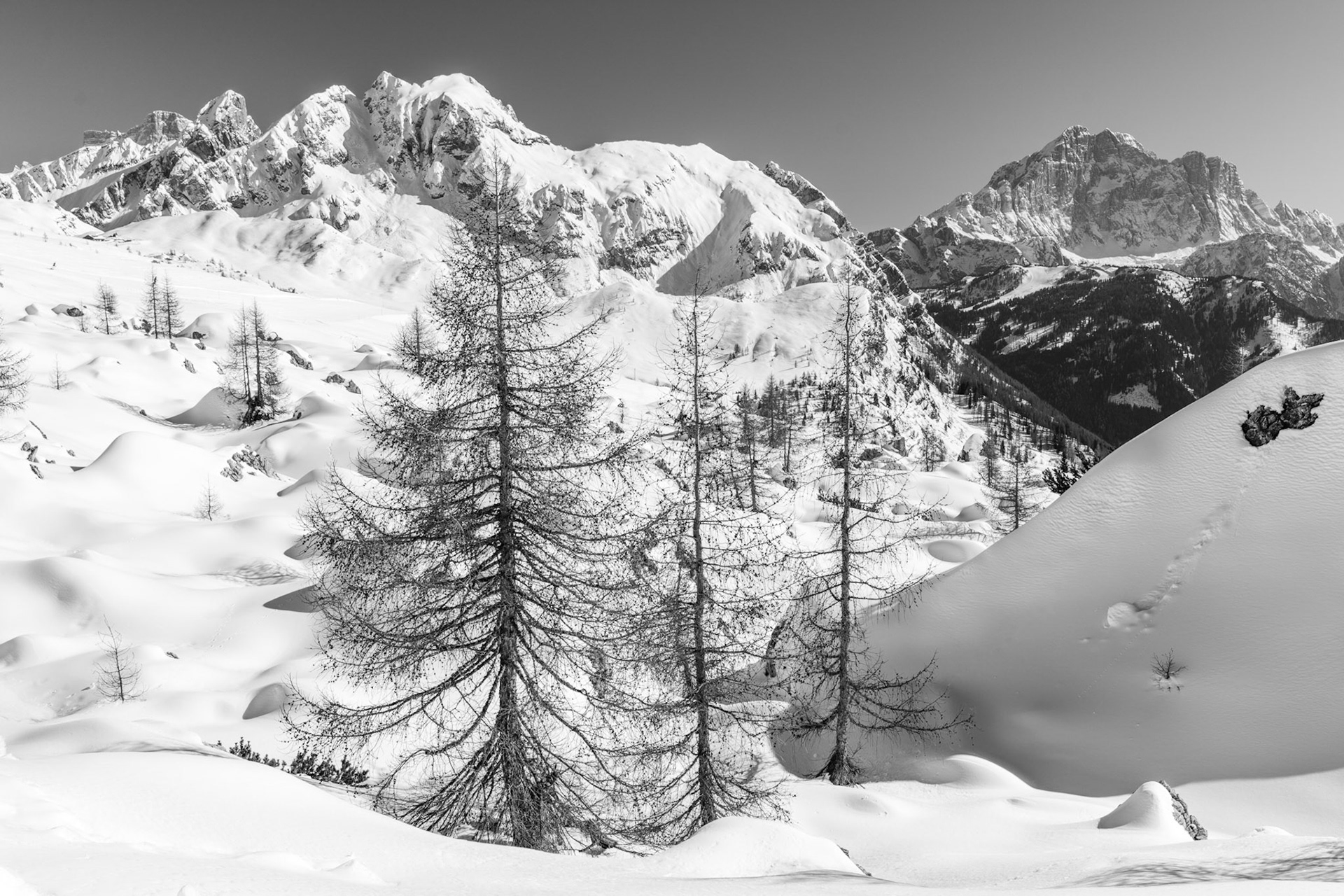 Bare larches stand against a deep snowfield in a high Alpine basin, their branching structure rendered in sharp relief by the hard midday light. Beyond, successive ridges of snow-laden peaks recede into a pale sky. The monochrome treatment amplifies the tonal contrast between the fine tracery of branches and the broad, featureless snowfields.
