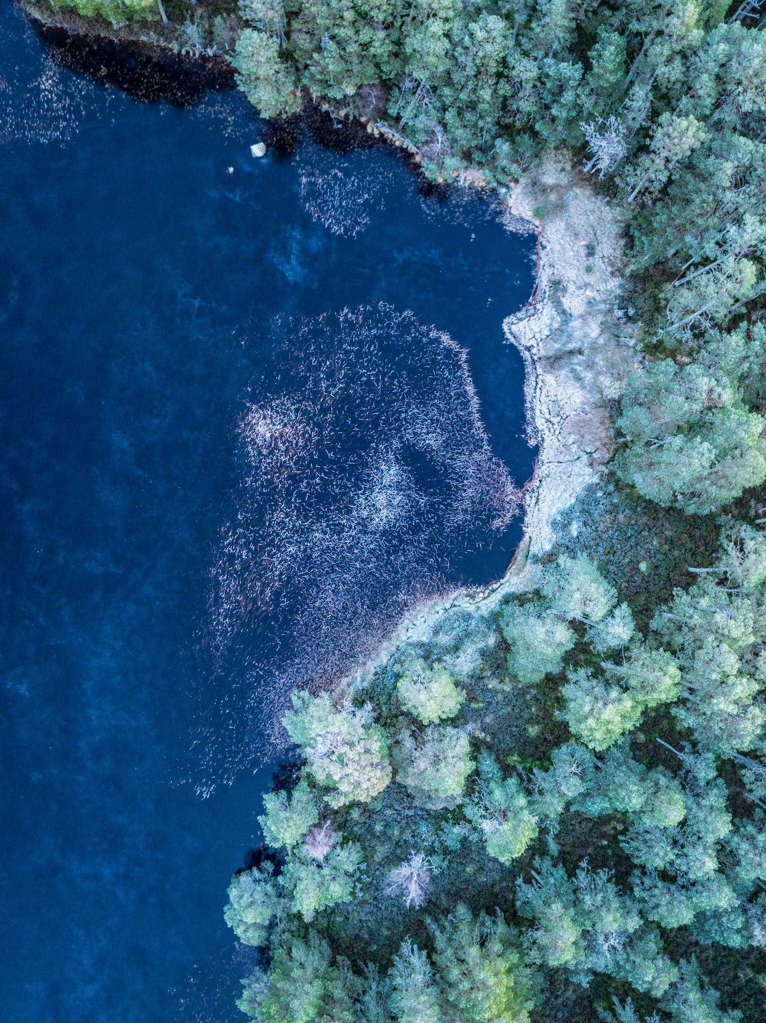 Aerial view of a dark loch shore near Nethy Bridge in the Cairngorms, late December. A pale mass of windblown debris or frazil ice clusters at the woodland edge, forming an organic shape against the deep blue water. The composition plays the geometric boundary of conifer and shoreline against the fluid accident of the ice drift.