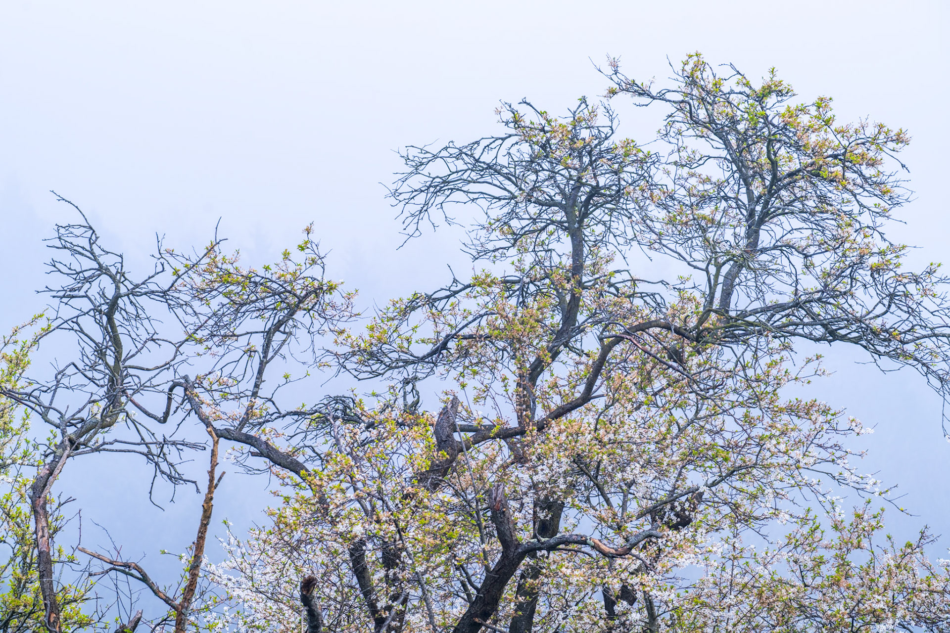 Wild cherry or blackthorn blossom breaks early among bare deciduous trees against a flat, pale sky. The image catches that precise threshold of spring when white flowers precede foliage, lending the canopy an unresolved, wintry quality. Flat light flattens depth and the composition lacks a clear anchor.