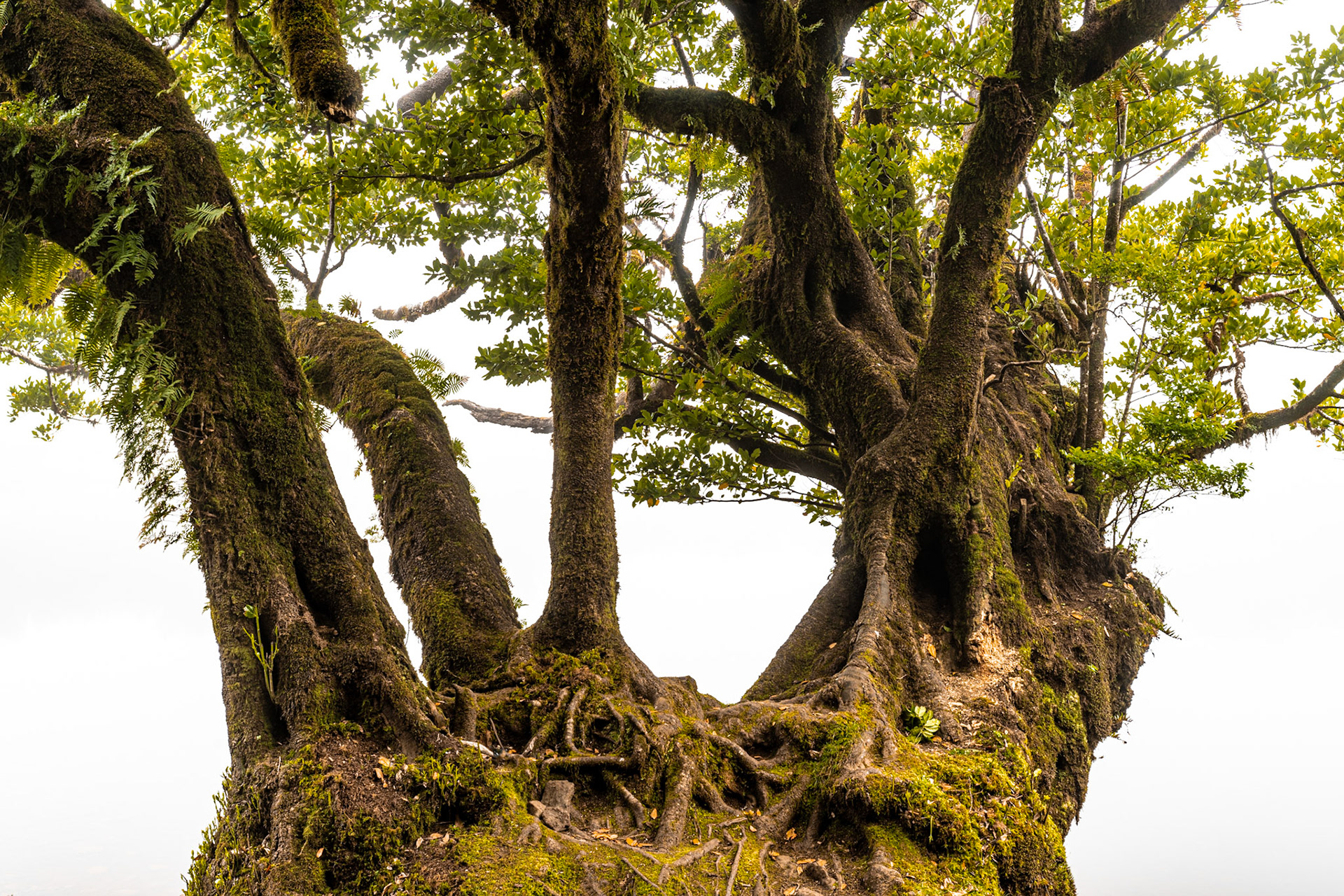 A gnarled, multi-stemmed laurisilva tree photographed from below, its moss-covered root mass and interlocking trunks filling the frame against a flat white sky. The upward perspective compresses the canopy into a dense architectural lattice of dark bark and fresh spring foliage. Epiphytic ferns colonise the lower limbs, signalling the humid conditions of a Macaronesian cloud forest.