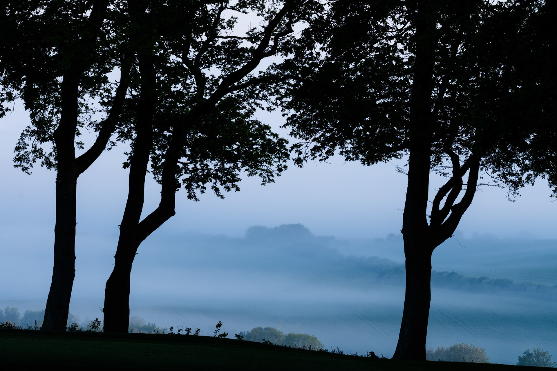 Three silhouetted trees frame a valley floor buried beneath a dense temperature inversion, the mist pooling in layered bands that isolate distant tree islands at first light. The cool blue register of pre-sunrise holds the scene in suspension, with a contorted trunk on the right providing quiet counterpoint to the upright forms. Captured in early May at 05:04, the foliage confirms the season without drawing the eye from the atmospheric depth beyond.