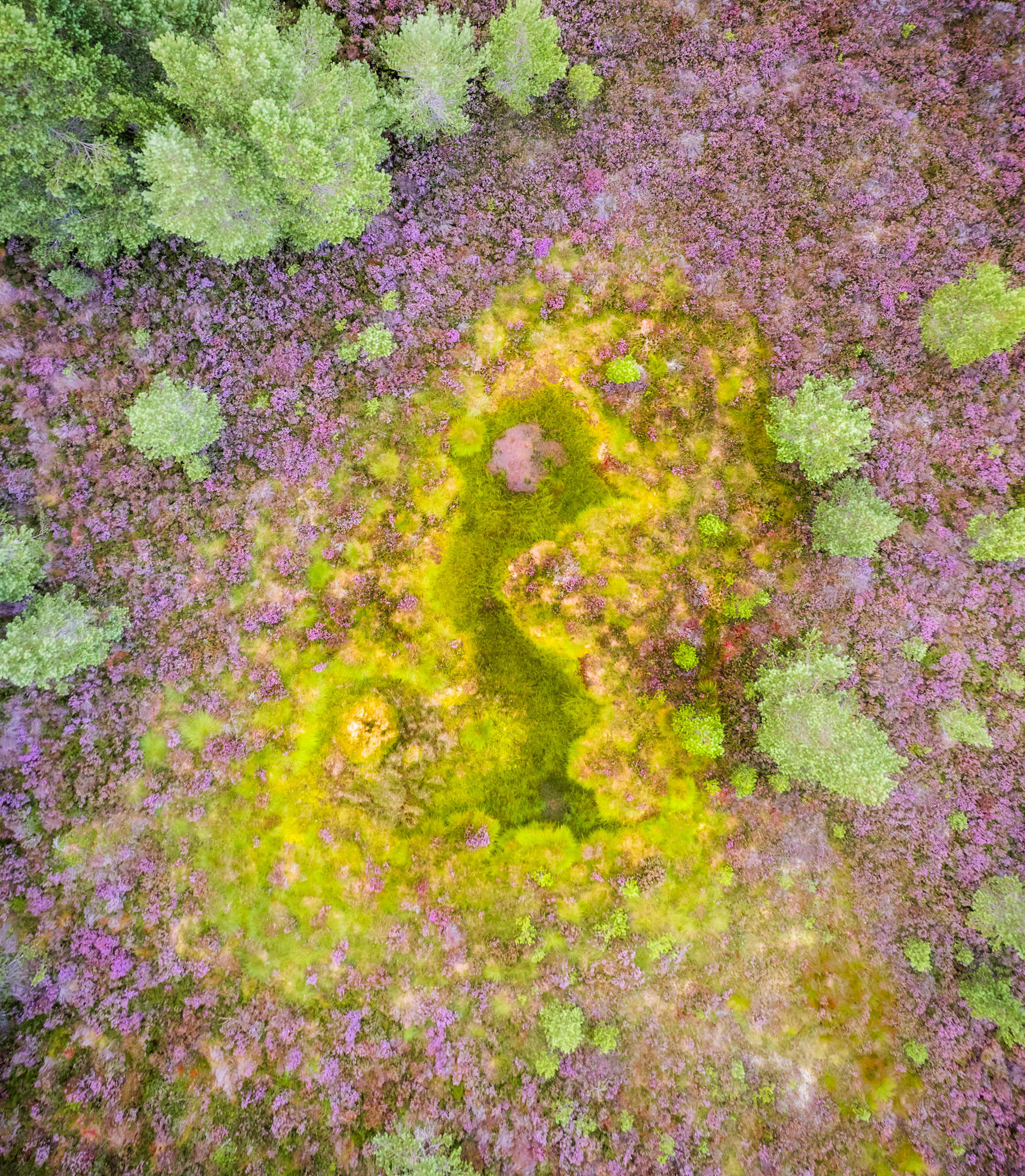 A sphagnum-filled bog pool interrupts a broad sweep of flowering heather on the Cairngorms moorland, seen from directly overhead in late summer. The acid-yellow mosses form an irregular void at the centre, surrounded by the purple of Calluna in full bloom and scattered birch scrub. The nadir perspective reduces the scene to colour and texture, suppressing all horizon and scale.
