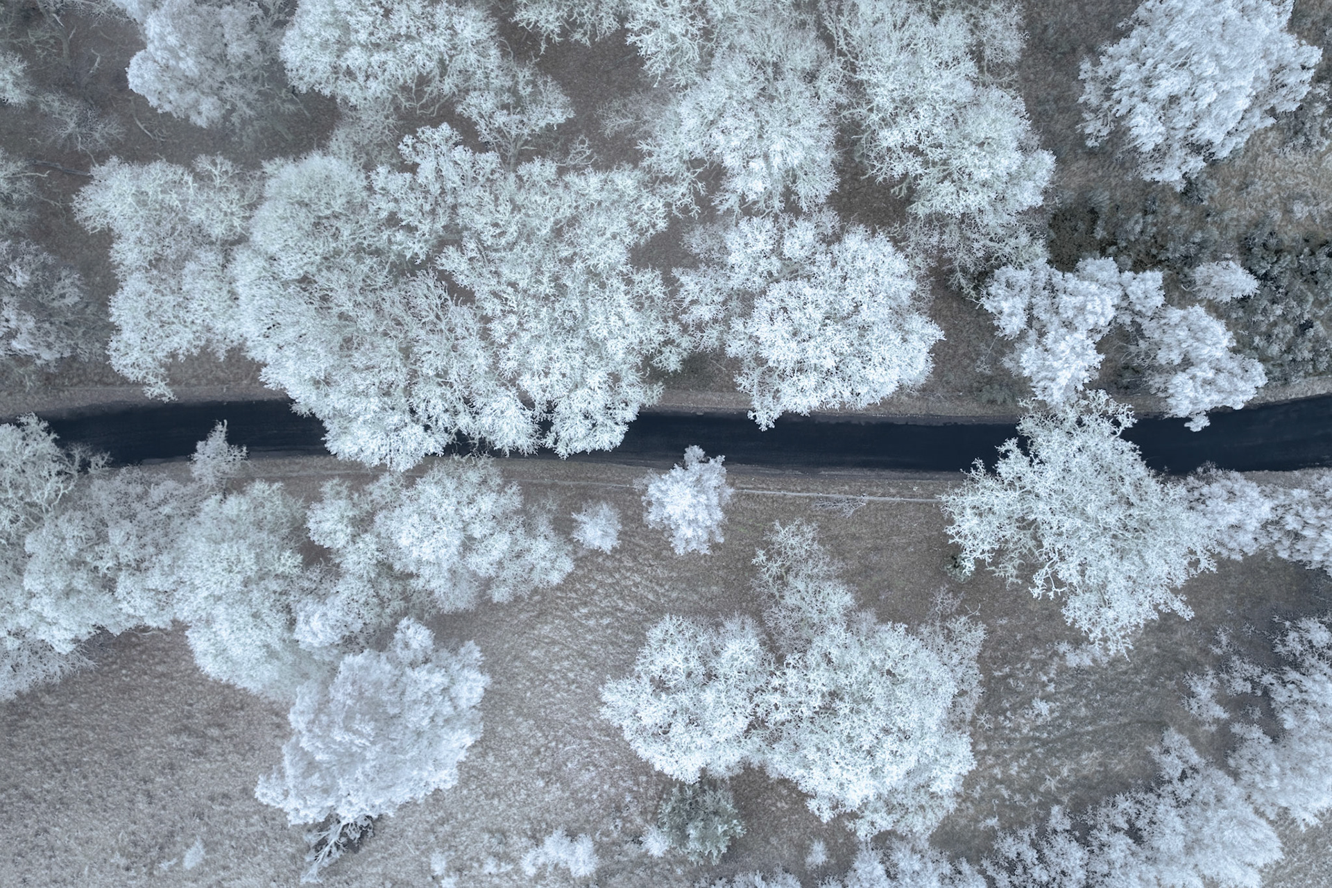A dark tarmac road bisects frost-laden birch and Scots pine canopy near Aviemore, Cairngorms, photographed from directly overhead in flat winter light. The near-total rime coverage reduces each tree crown to a white botanical form against grey-brown moorland grass, the road's dark thread the sole directional element in an otherwise tonally compressed scene. Overcast conditions have stripped away shadow and colour, leaving the image to work entirely on pattern and contrast.