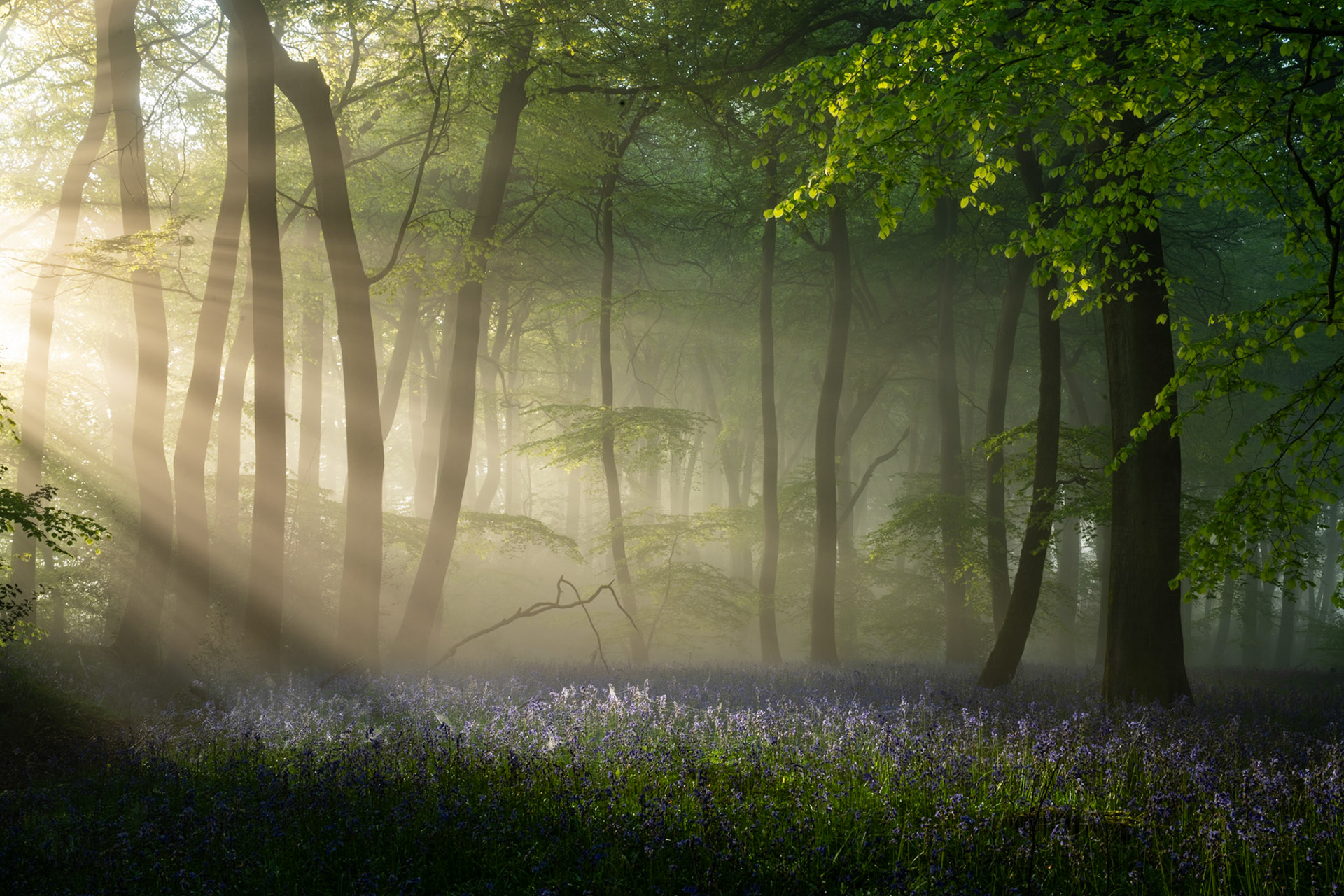 Sunrise Sunbeams onto carpet of bluebells in springtime beech woodland, Chilterns, UK