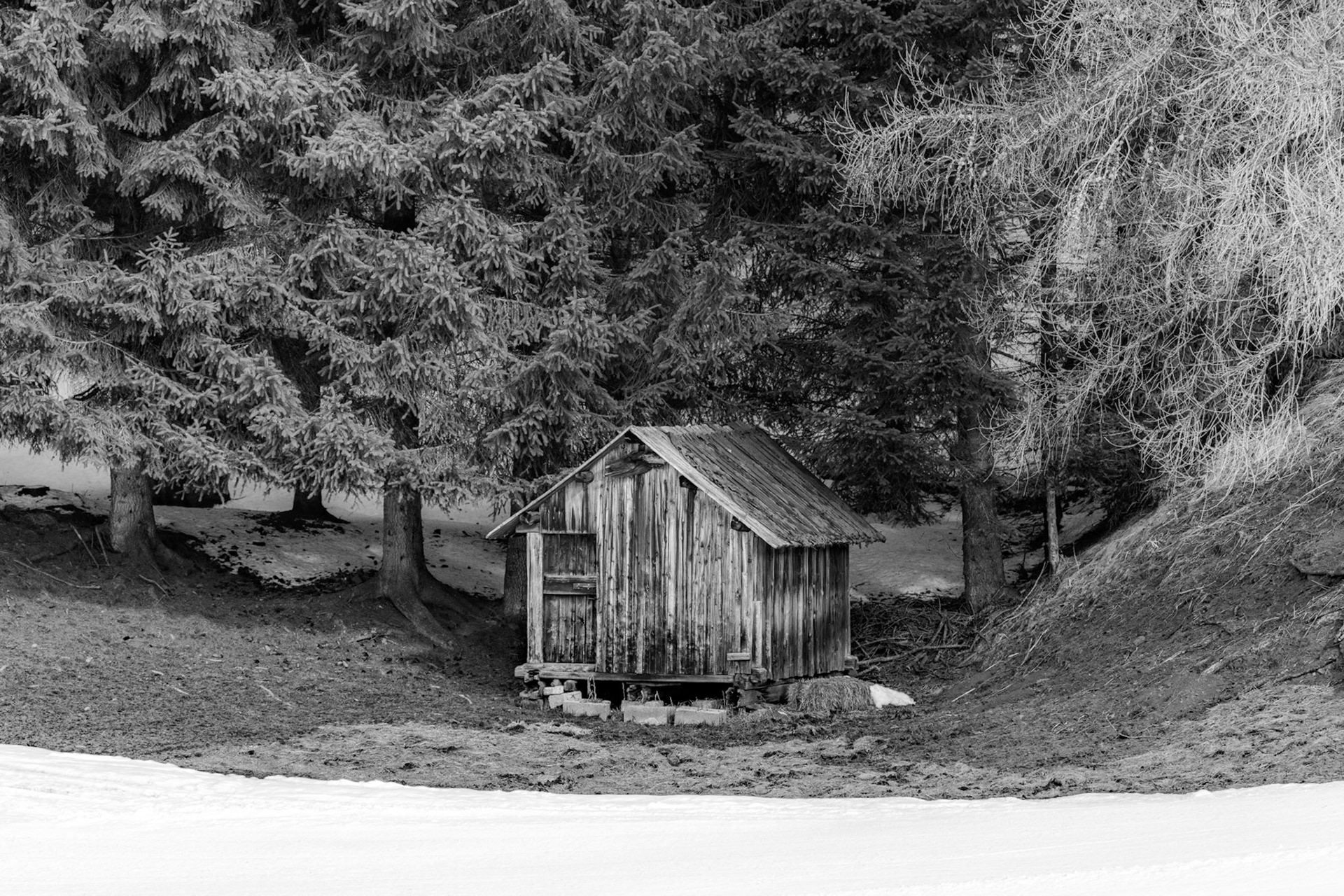 A small weathered timber hut sits at the forest edge, flanked by mature conifers whose lower branches frame the structure from above. Patches of retreating snow mark the transitional moment between winter and spring at altitude. The monochrome rendering draws out the textural contrast between rough-sawn planking and dense spruce foliage.