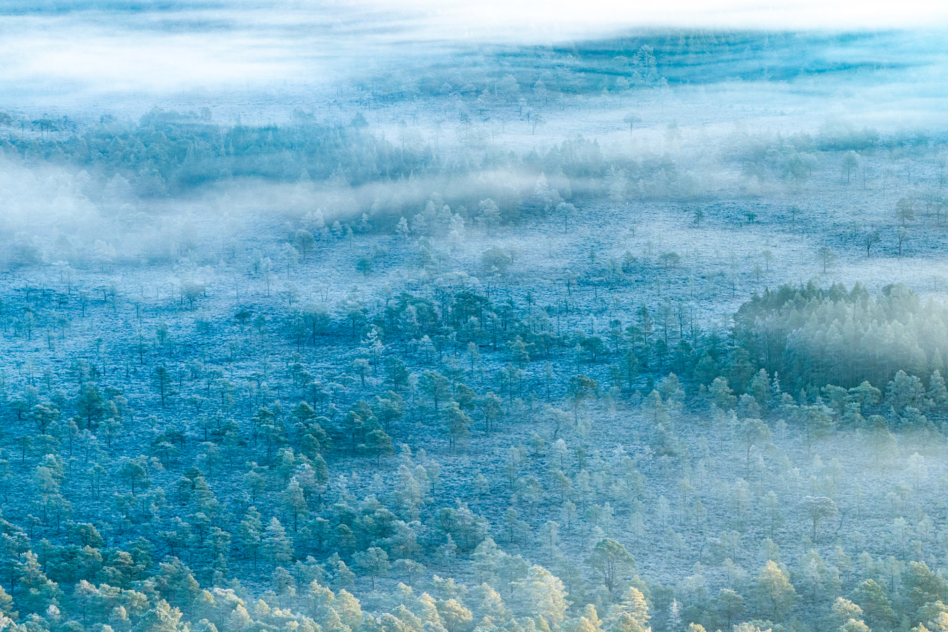 A temperature inversion settles in horizontal bands across a frost-covered boreal bog and scattered Scots pine near Nethy Bridge, Cairngorms, on a winter morning. The mist stratifies the scene into successive planes of blue-white, erasing depth and reducing the forest to a pattern of silhouetted crowns. First light catches the nearest canopy with a faint warmth that offsets the cold blue of the upper layers.