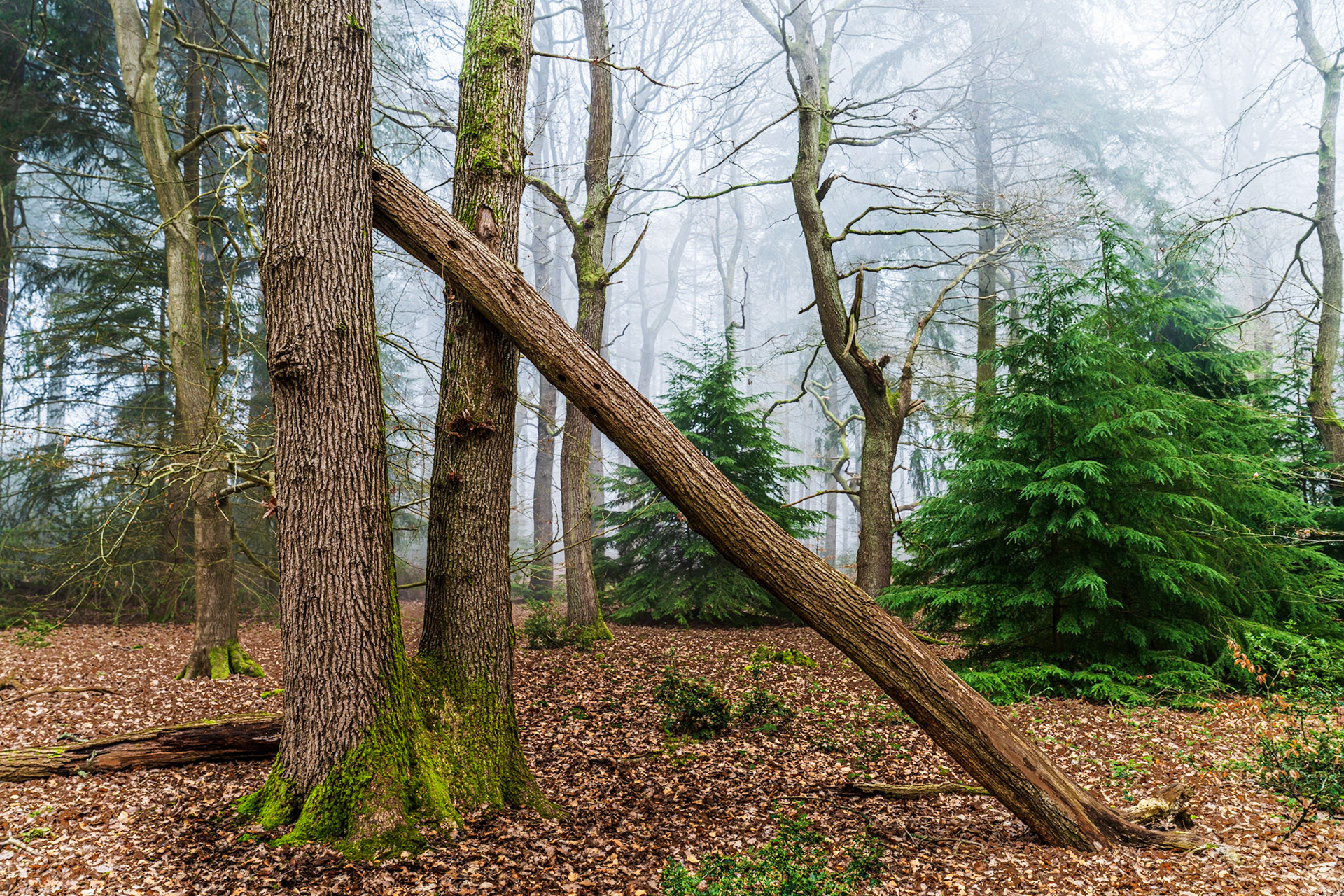 A fallen trunk leans at a diagonal against standing deciduous trees in a mixed woodland softened by winter fog. The interplay of the angled dead wood with the vertical uprights creates a geometric tension within an otherwise quiet scene. Evergreen yews or spruces punctuate the mid-ground with saturated green against the pale, moisture-laden air.