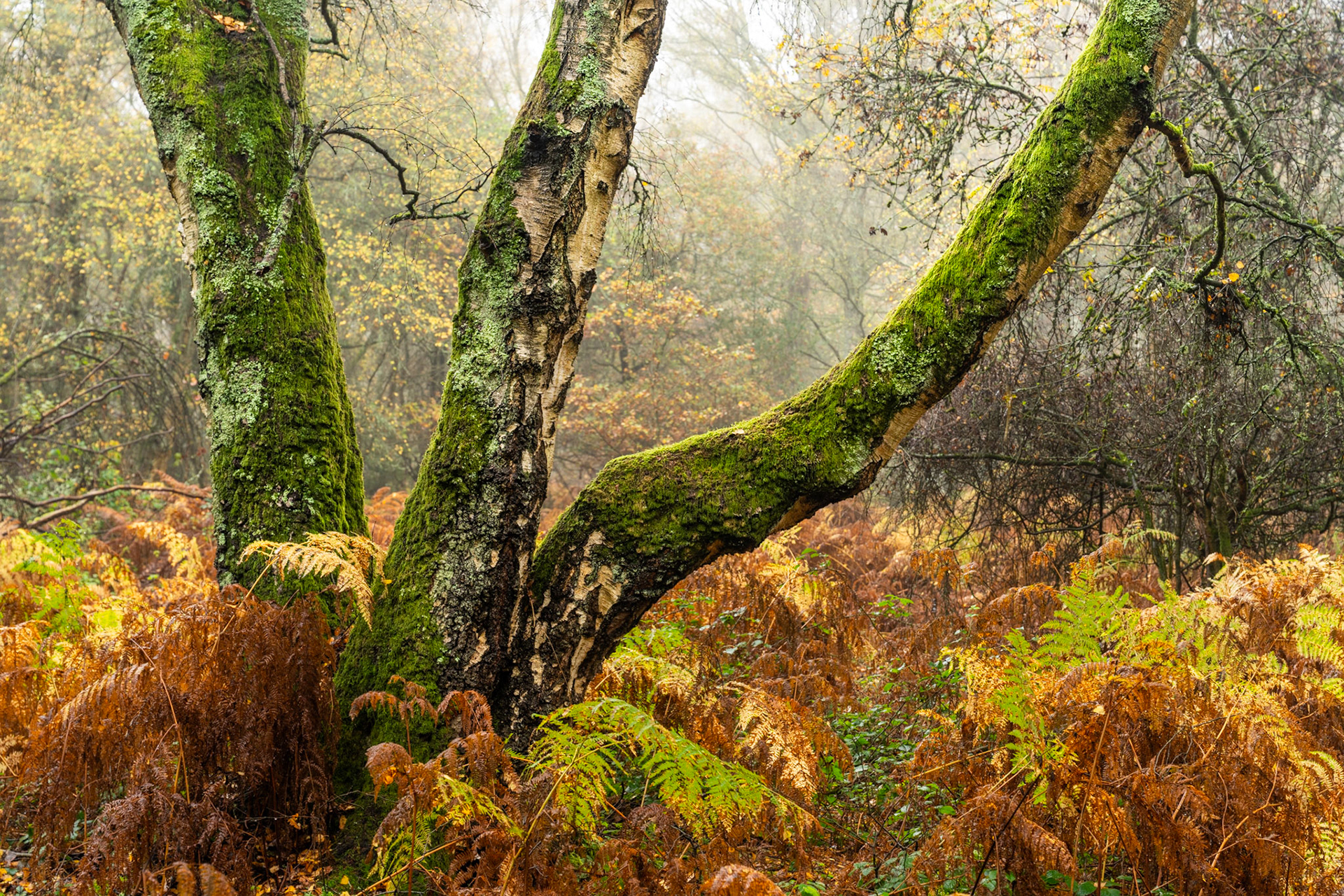 A multi-stemmed silver birch, its bark peeling and trunks heavily colonised by moss and lichen, stands among dying bracken in fog-softened deciduous woodland. The muted November light suppresses contrast, allowing texture and colour temperature — warm russet ferns against cold grey air — to carry the image. No single trunk dominates, which dilutes the focal hierarchy but sustains an honest woodland intimacy.