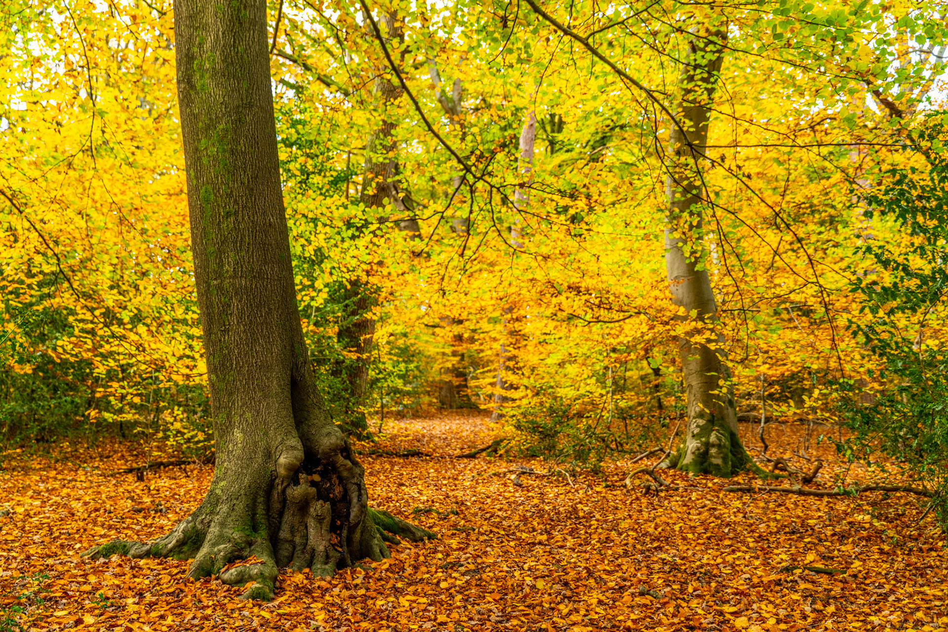 A mature beech woodland in the Chilterns, Oxfordshire, photographed at peak autumn colour, the forest floor carpeted with fallen leaves in amber and copper. Diffuse overcast light flattens the canopy into a dense wall of yellow-green, while the gnarled base of a foreground trunk anchors the composition. The scene reads as early November, colour still largely held in the canopy.