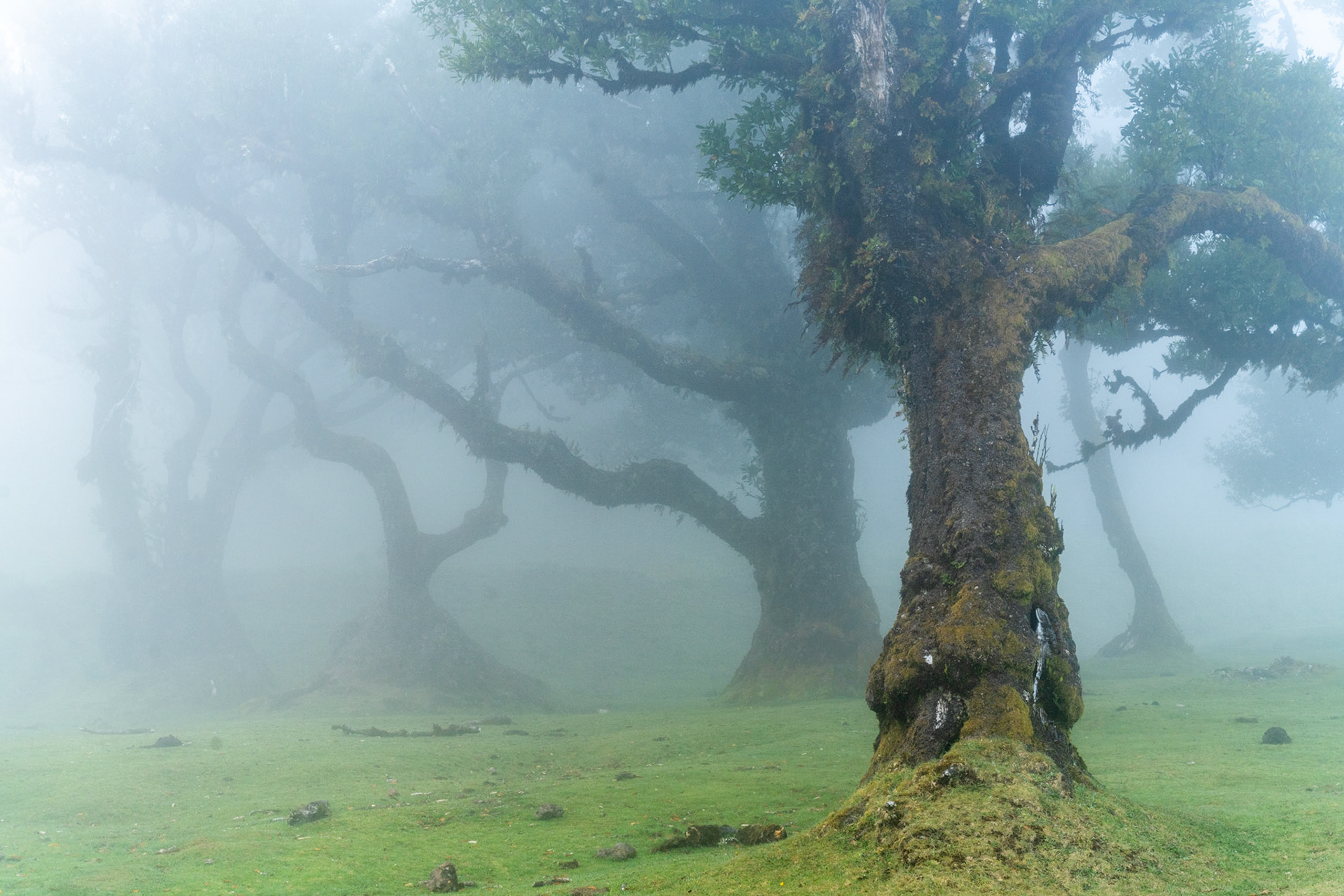 Ancient laurisilva trees emerge from dense cloud in the Fanal plateau, Madeira. The gnarled, moss-laden trunk of the foreground specimen anchors the composition while successive trees dissolve into fog, creating a recession that implies age and remoteness. The saturated green of the cropped grass contrasts with the cool blue-grey of the mist, giving the scene both depth and unease.