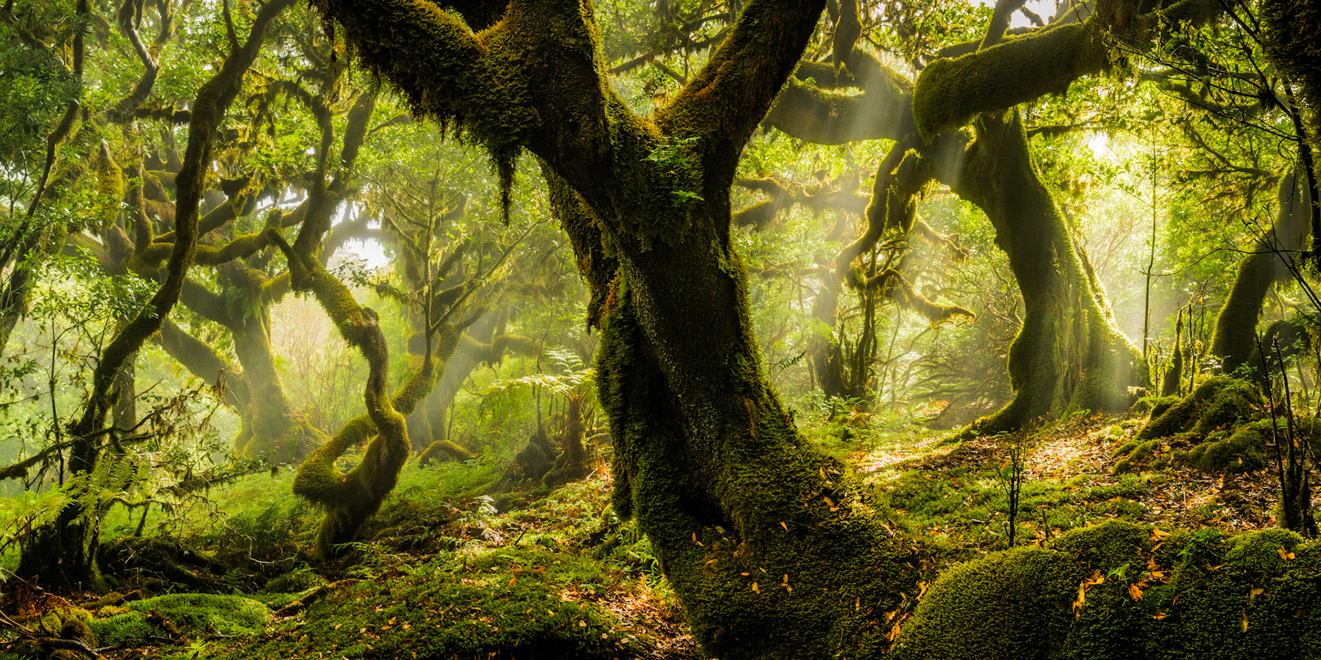 Moss-draped trees emerge from dawn mist in Madeira's ancient laurisilva forest, their contorted forms framing shafts of early light penetrating the canopy. The wide panoramic frame holds both the gnarled foreground trunk and a recession of twisted boughs dissolving into haze, creating a layered depth rarely achieved in dense woodland. Fallen spring leaves and a carpet of moss ground the image in transient season.