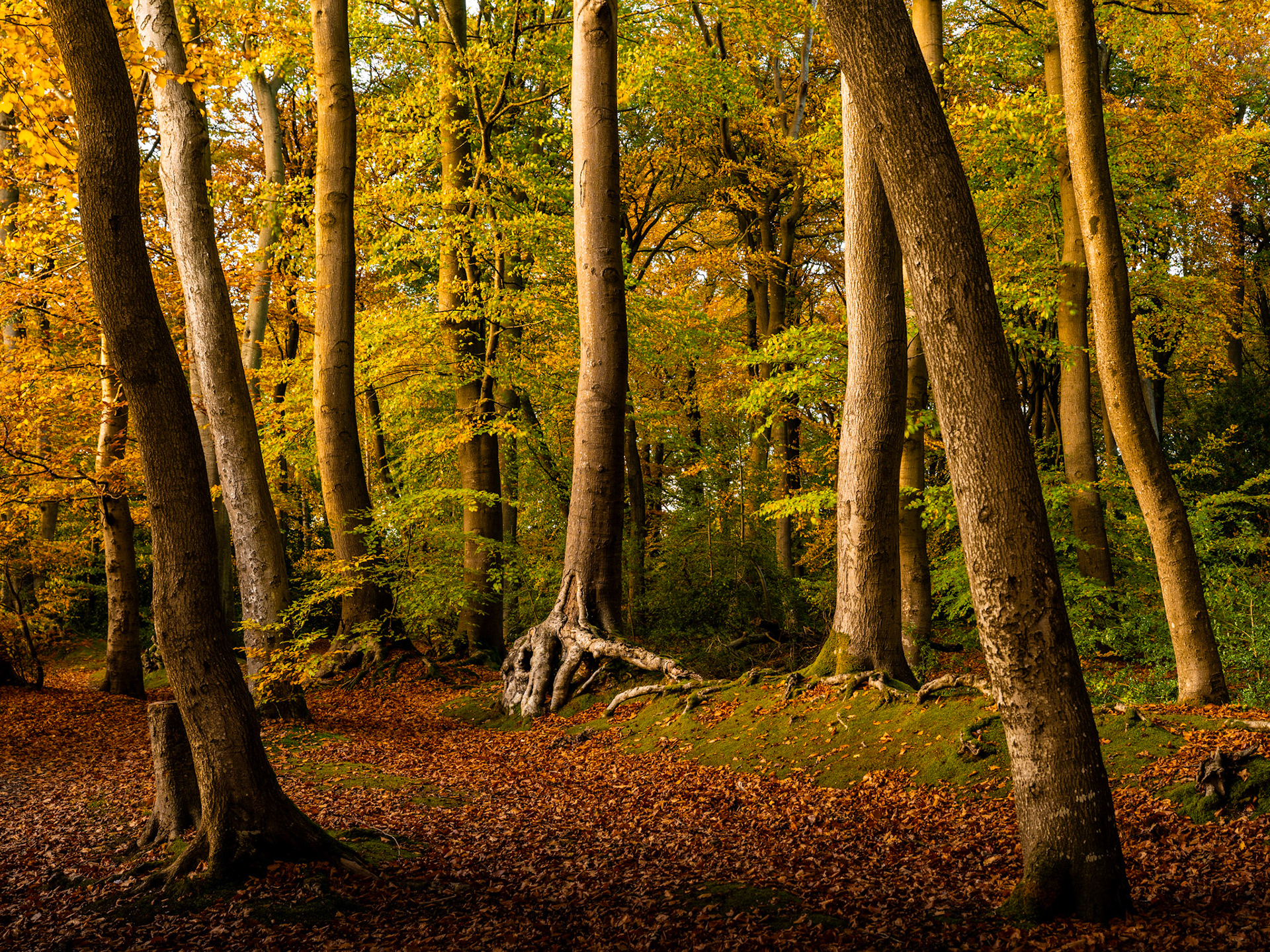 A stand of mature beech trees in the Chilterns, Oxfordshire, caught in late afternoon October light, their exposed surface roots forming an intricate tangle at the base of a mossy bank. Fallen leaves carpet the woodland floor in rusted copper while the canopy retains a last flush of gold and olive green. The raking sidelight separates trunk from shadow, lending the composition quiet structural clarity.
