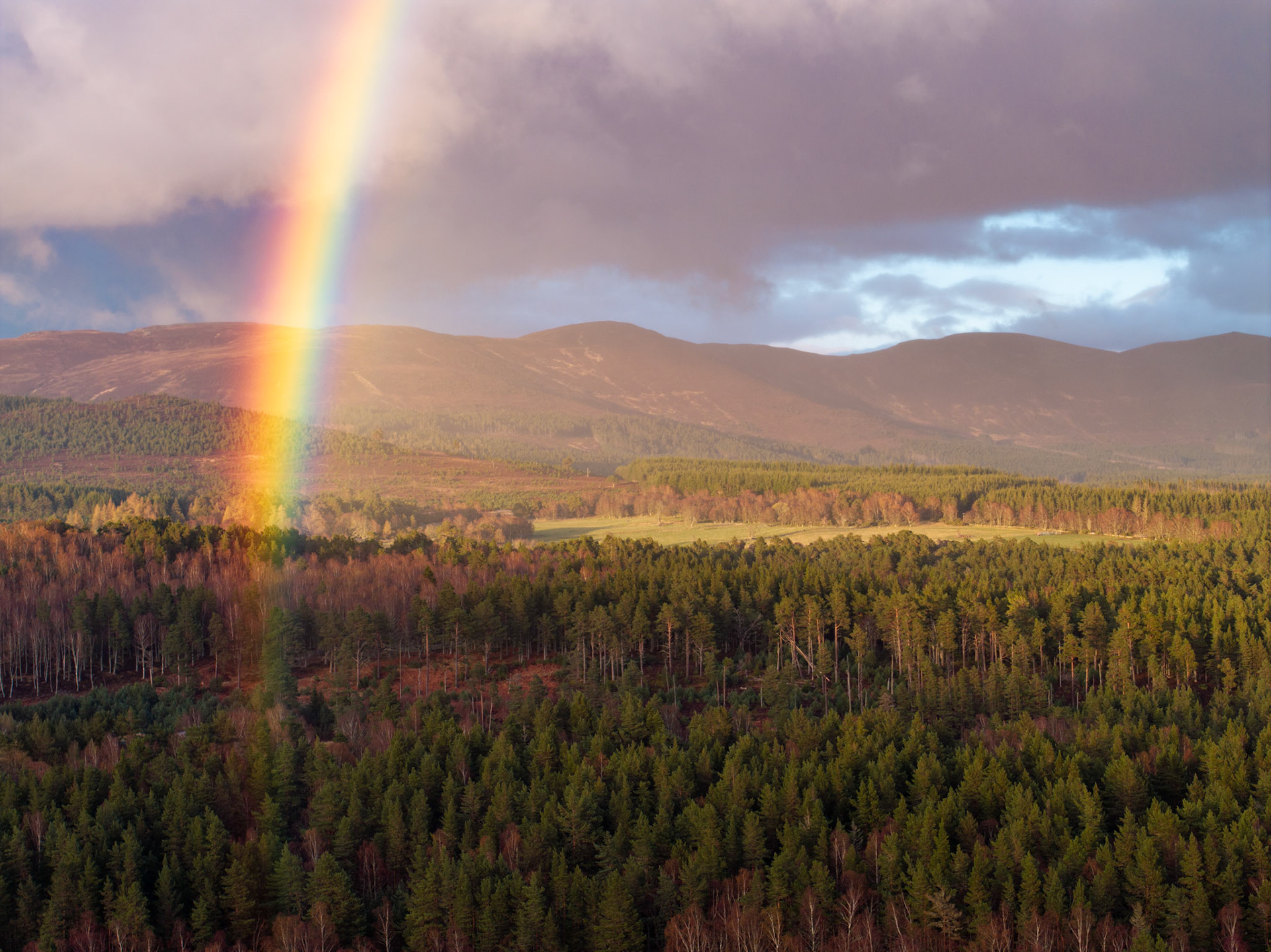 A vivid primary rainbow descends into the Caledonian pinewoods of Strathspey as a departing storm cell releases the last of the afternoon light across the Cairngorm massif. The aerial vantage reveals the scale of the native and plantation forest canopy, still touched with the russet of bare birch and larch. Differential illumination beneath the cloud base divides the valley into shadow and sudden warmth.