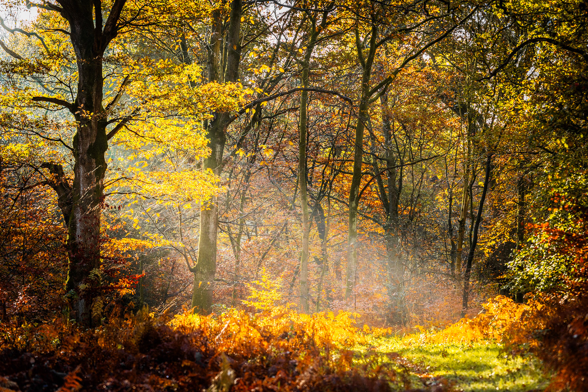 Low autumn sun breaks through a deciduous woodland interior in the Chilterns, Oxfordshire, illuminating a ground layer of dying bracken and fallen leaves. Residual morning mist catches the shafts of light between the trunks, giving the mid-distance a soft luminosity. The scene sits at peak colour turn, with foliage ranging from acid yellow to deep copper.