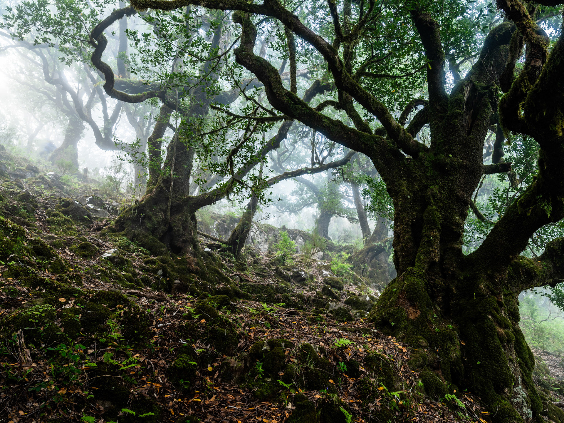 Ancient moss-clad trees cling to a steep rocky slope as morning fog filters through the canopy, softening the mid-distance into pale luminescence. The twisted architecture of the foreground trunks frames a natural corridor that draws the eye deep into the forest interior. The combination of low viewpoint, diffuse light, and mossy ground flora gives the scene an unusual sense of primordial depth.