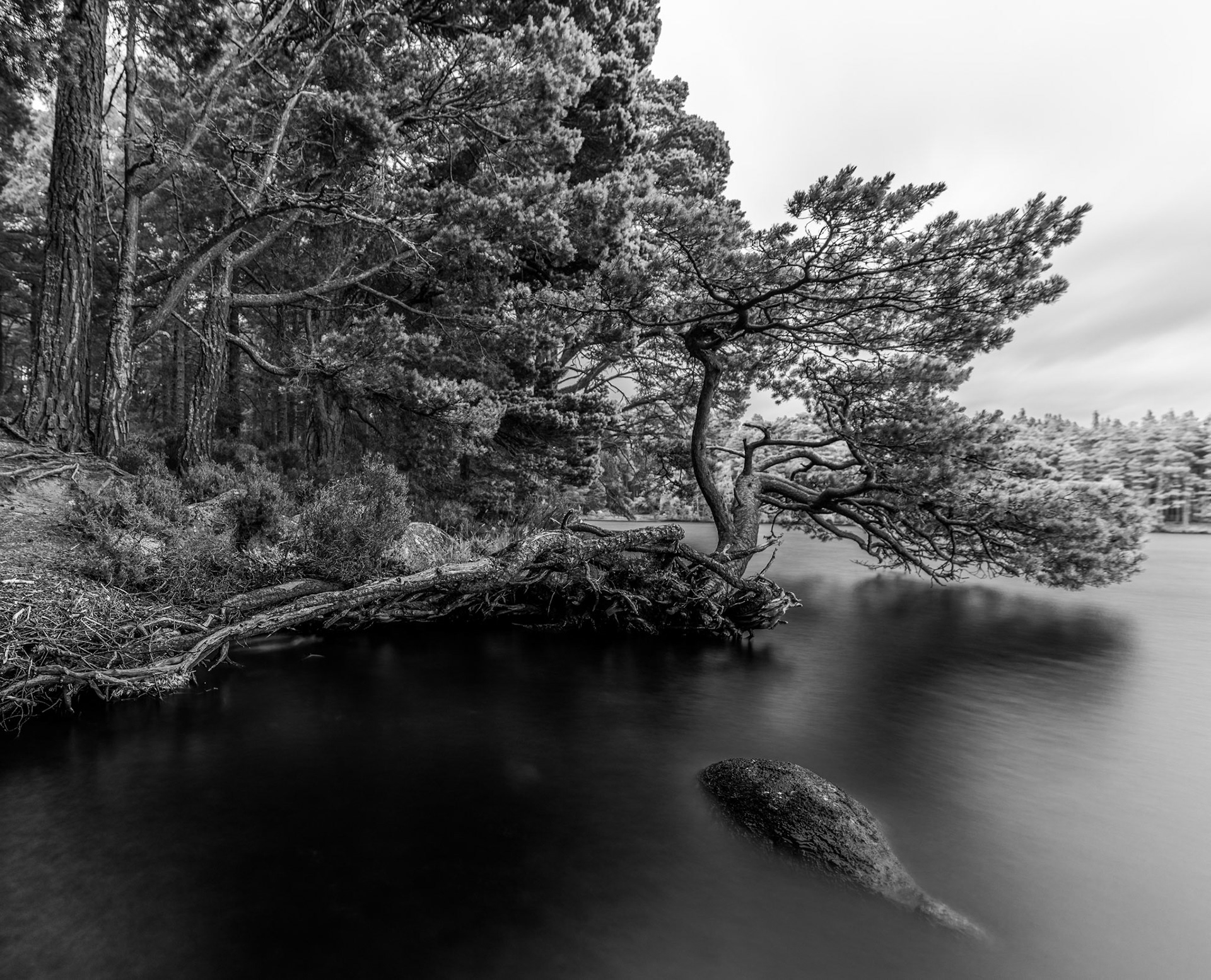 A wonderful wonky pine tree growing over the waters of Loch Garten in the Cairngorms, Scotland