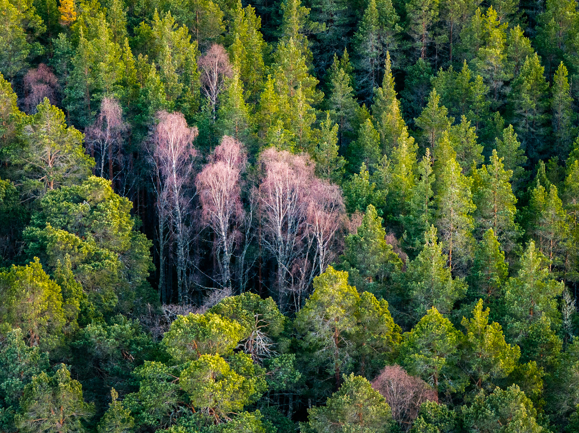 A cluster of leafless birch trees, their white stems catching early light, punctuates a dense canopy of Scots pine on a hillside above Aviemore. Photographed from the air in early April, the dying or recently dead birches read as a pale wound within the otherwise uniform green. The aerial compression flattens depth, turning the forest into near-pattern.
