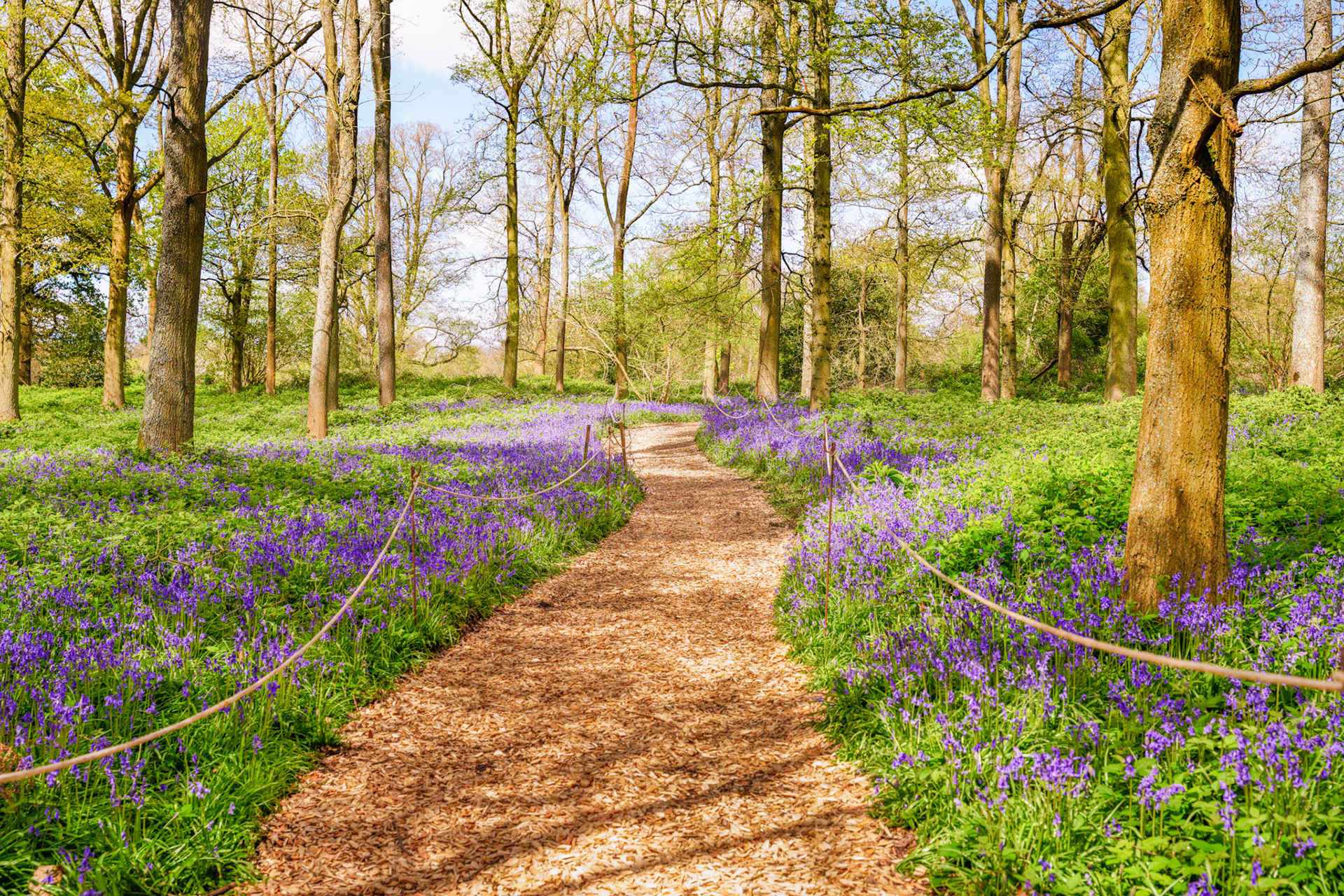 Bluebells at Greys Court, England, on a beautiful bright springtime day.