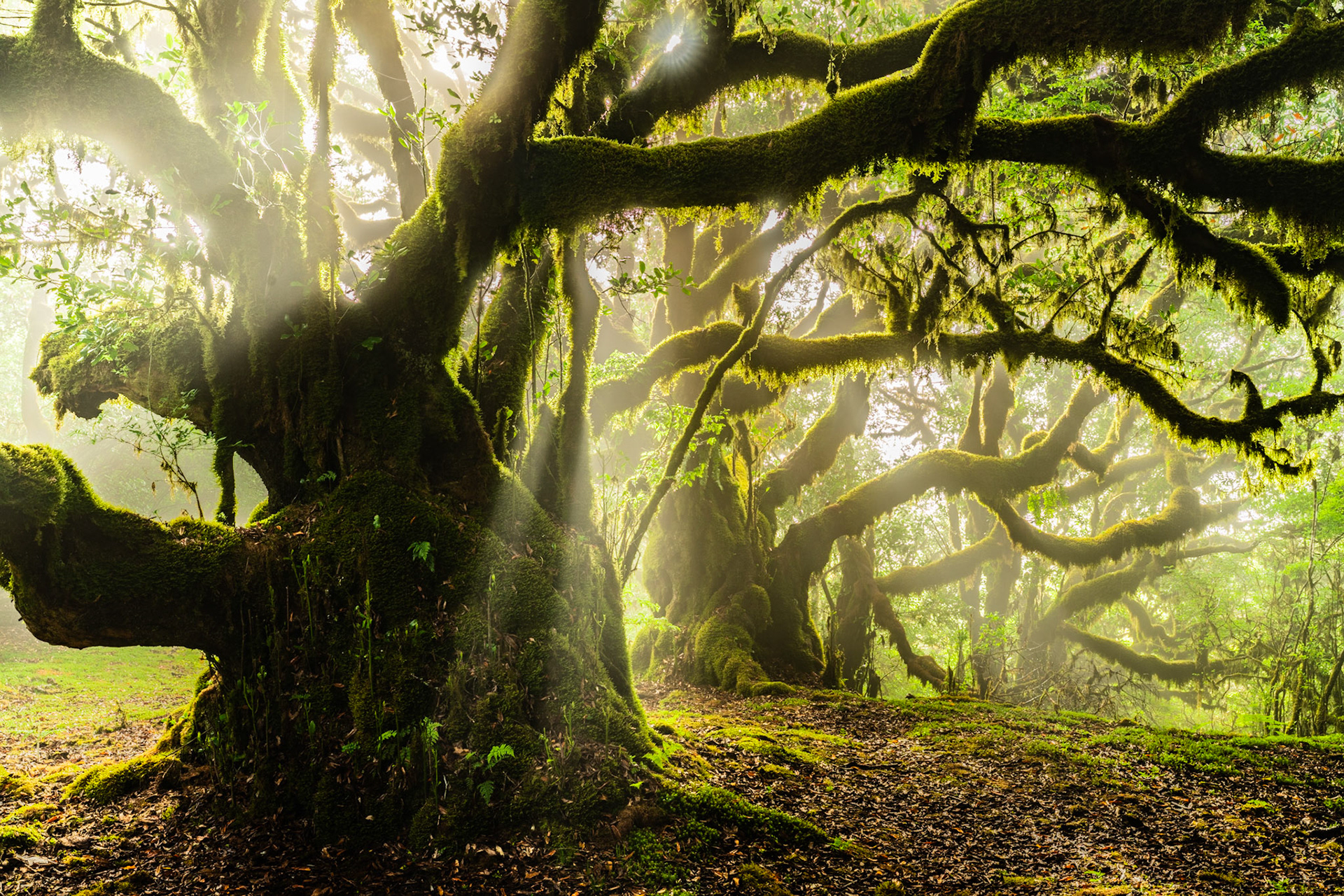 Ancient moss-draped laurisilva trees catch early morning sunbeams filtered through mist, the gnarled limbs extending horizontally across the frame in a canopy of deep green. The forest floor of leaf litter and moss patches anchors the composition beneath a luminous, fog-diffused background. The light quality and tree morphology are consistent with the laurel forests of Madeira, a UNESCO-listed Tertiary relict ecosystem.