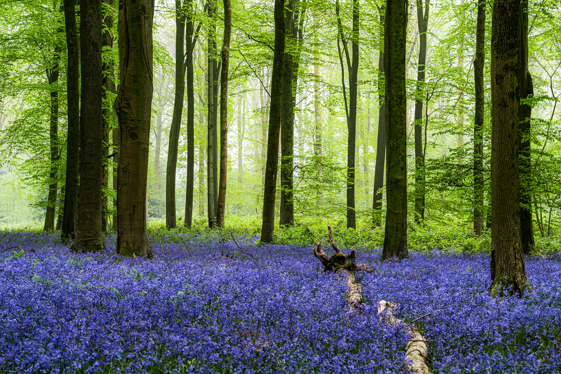 A dense carpet of bluebells covers the floor of a misty beech woodland at Micheldever Wood in Hampshire, the trees in fresh spring leaf. Soft diffused light and atmospheric haze dissolve the mid-ground trees, creating depth without drama. A fallen log anchors the foreground, breaking the uniformity of the floral canopy.
