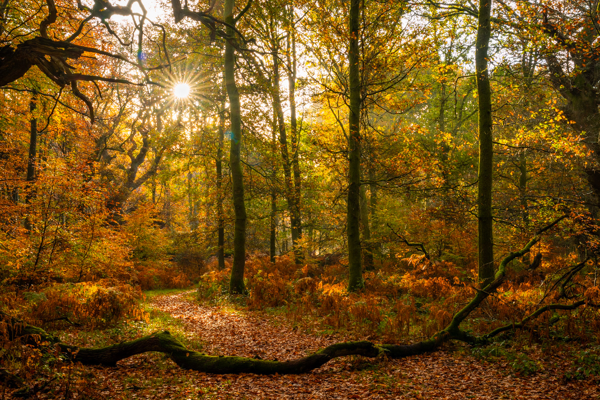 Low autumn sun breaks through mixed deciduous woodland in the Chilterns, Oxfordshire, casting a starburst between the trunks and lighting a leaf-strewn path bordered by dying bracken. A fallen moss-covered branch in the foreground anchors the composition against the luminous mid-canopy. The scene reads as late October or early November, the foliage in its final amber and gold before leaf-fall.