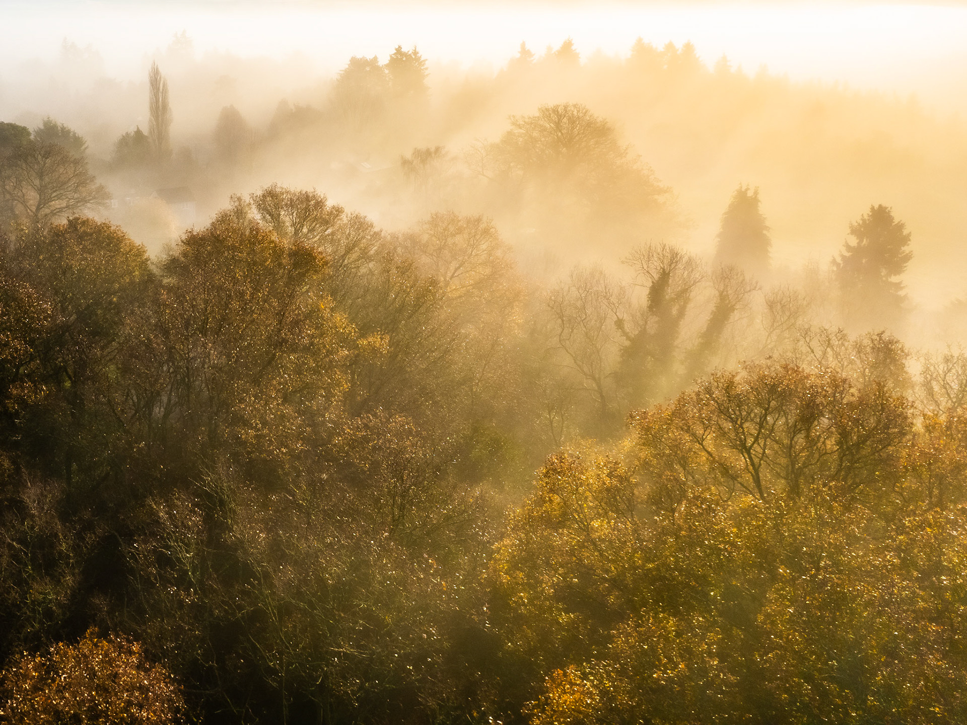 A temperature inversion holds fog among mixed deciduous woodland above Henley-on-Thames, caught at the moment low winter sun begins to burn through. Layers of canopy recede into the murk, the foreground trees still holding remnant autumn colour against bare mid-ground stems. The aerial vantage compresses depth, turning atmosphere into almost pure texture.