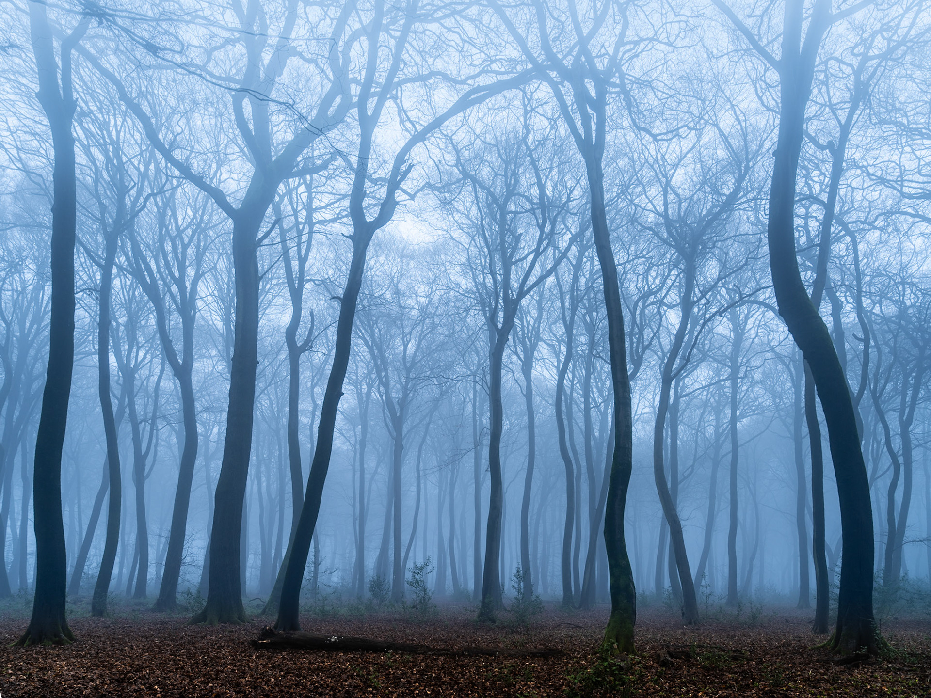 Bare beech trees in the Chilterns recede into dense winter fog, their sinuous trunks forming overlapping planes of tone from dark foreground to pale grey distance. A carpet of fallen leaves grounds the composition, while the diffuse overhead light suppresses shadow and unifies the scene into near-monochrome blue. The fog is thick enough to erase the forest floor's horizon, lending this Oxfordshire woodland an unresolved, contemplative stillness.