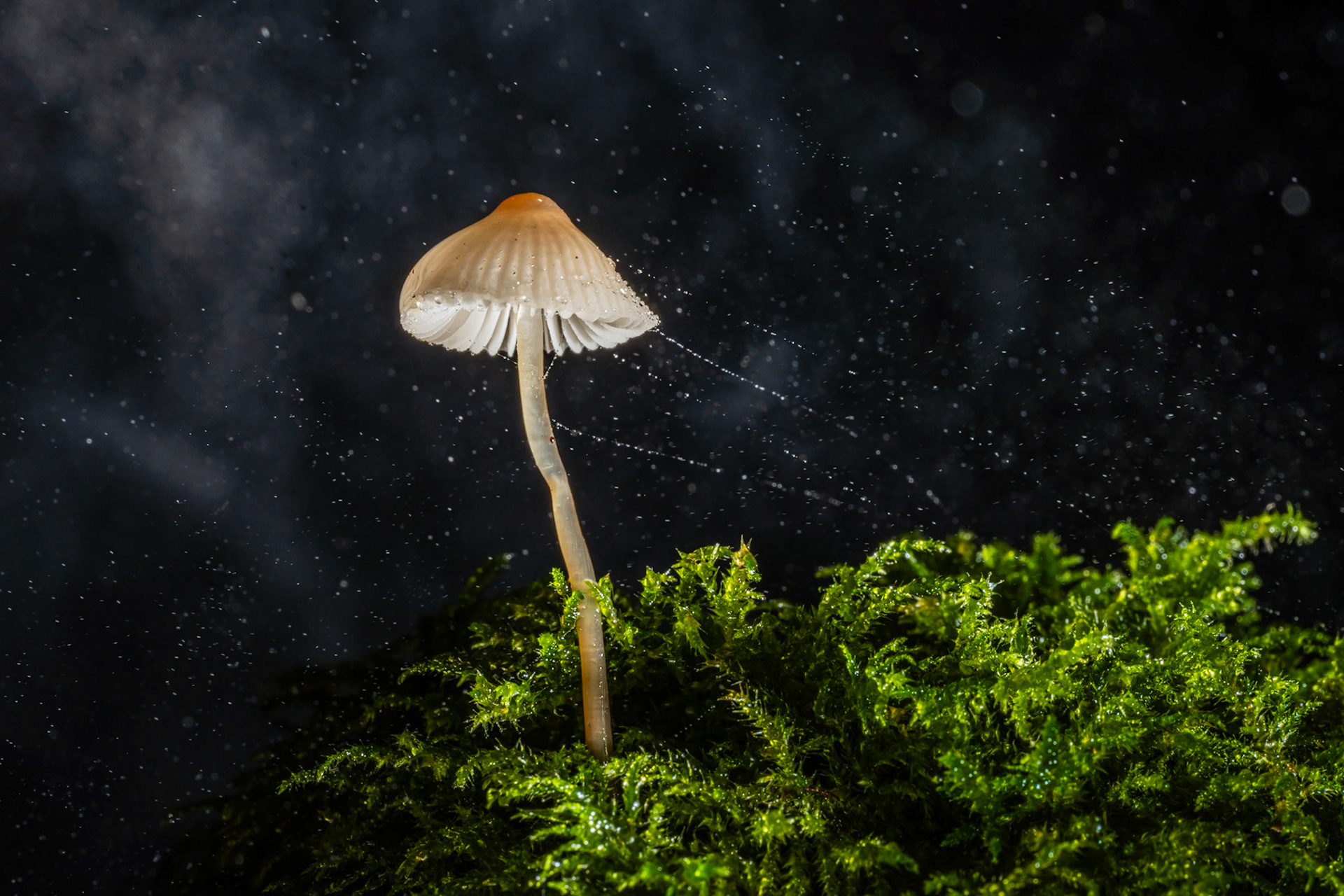 A solitary bonnet mushroom rises from a dense moss bed, its ribbed cap beaded with raindrops and trailed by fine spider silk catching suspended moisture against a near-black background. The scatter of water particles in the air reads almost as a stellar field, lending the intimate macro scene an unexpected sense of scale. Controlled off-camera flash has isolated both the luminous cap and the vivid green moss from the darkness beyond.
