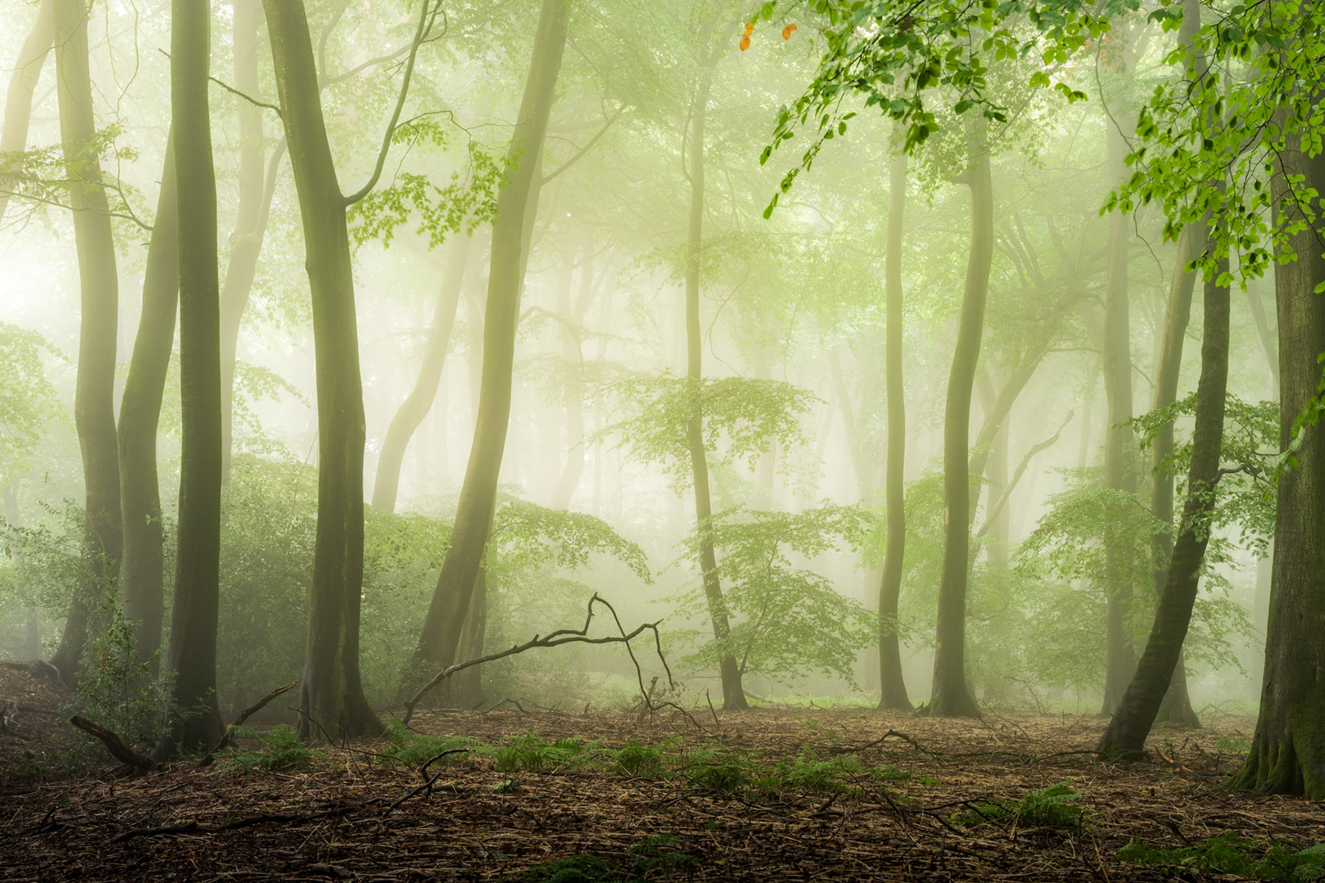 Late Summer / Early Autumn Fog, lush greens, beautiful beech trees with tons of character, Chilterns, UK