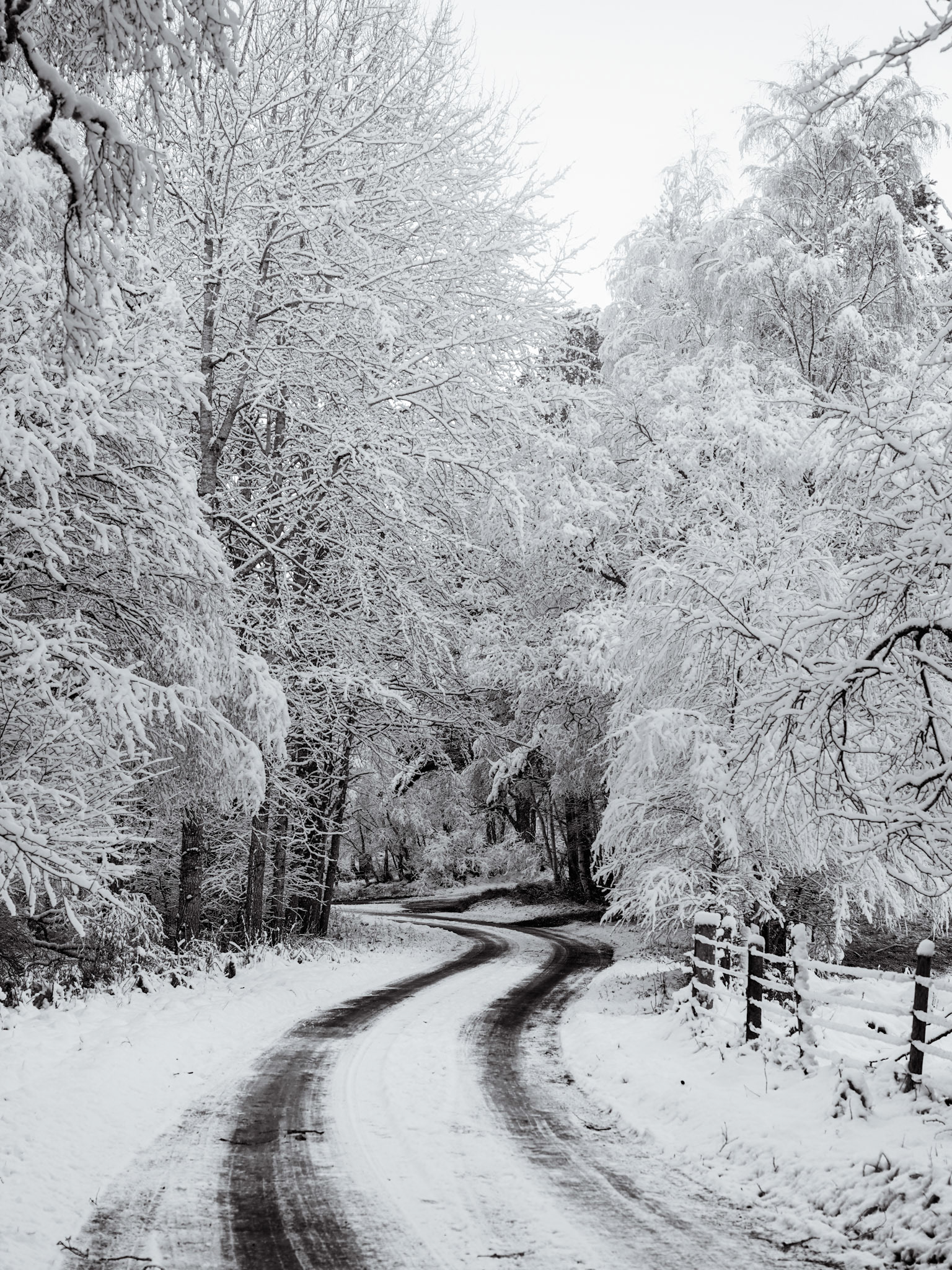 A road leads into the woodland of this Scottish winter scene, where heavy snow had fallen, Cairnforms