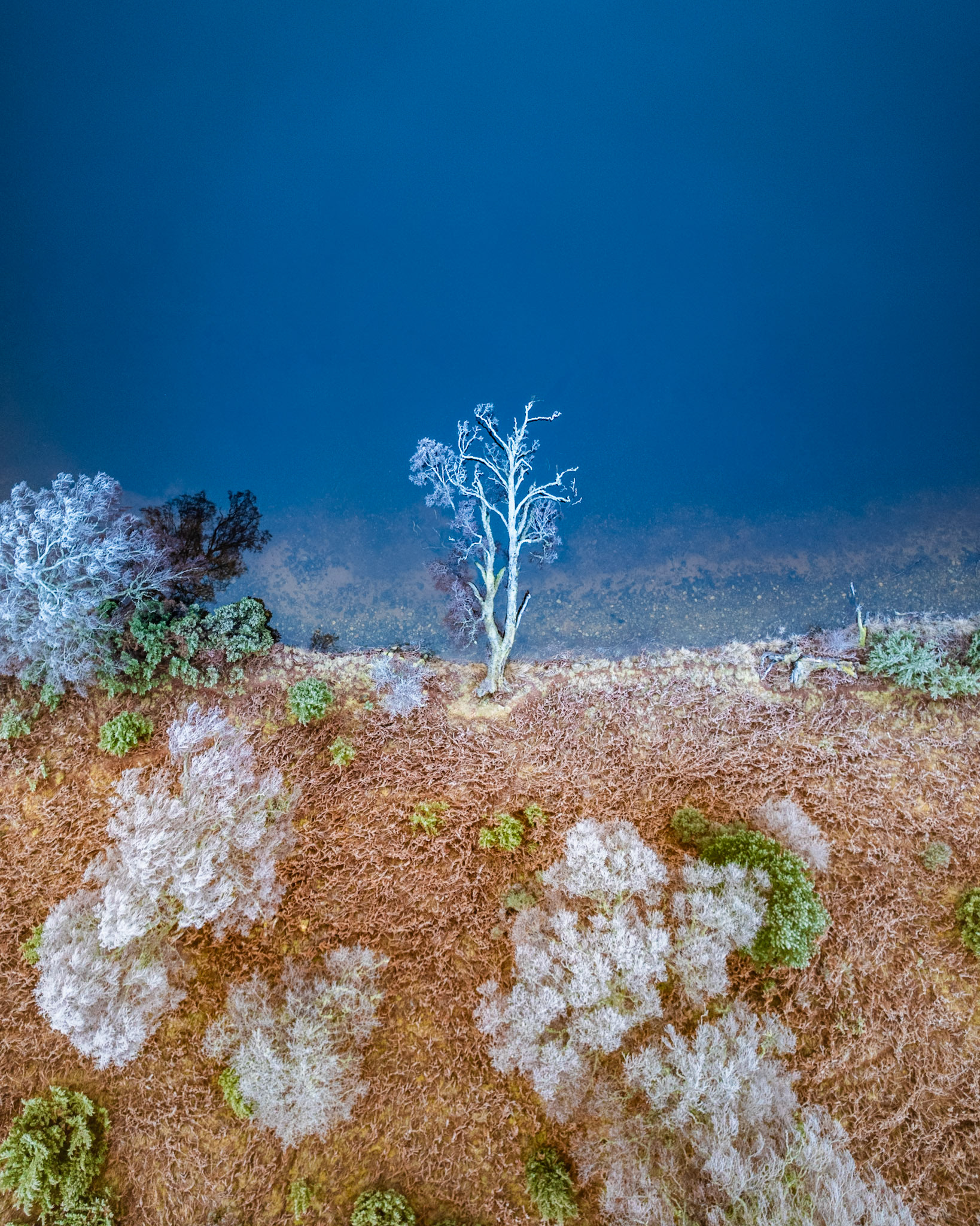 A frost-rimed silver birch stands at the edge of a dark loch on the Cairngorms plateau, its bleached limbs catching the last cold light of a December afternoon. Seen from directly above, the transition from hoar-frosted heather moorland to deep ultramarine water compresses the scene into a near-abstract band of ochre, brown and blue. The lone tree anchors the composition at the boundary between land and water.