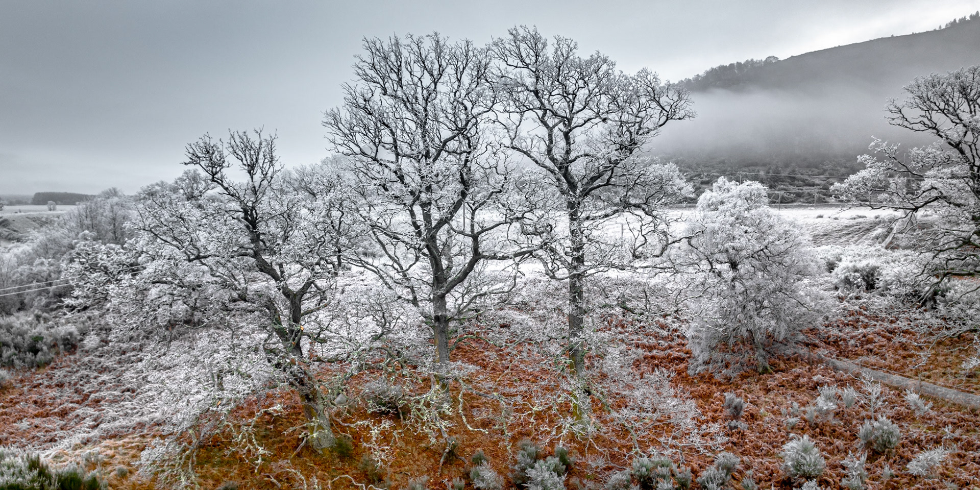 A grove of mature oaks stands heavily rimed with hoarfrost on the floor of Strathspey, Cairngorms National Park, December 2025. The warm ochre of dead bracken beneath provides the only colour against a near-monochrome scene of frosted understorey and hill fog rolling off the slopes above. The elevated drone position reveals the full extent of the frost event across the valley floor.
